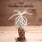 【送料無料】tectorum var.caulescens〔エアプランツ〕現品発送T3362