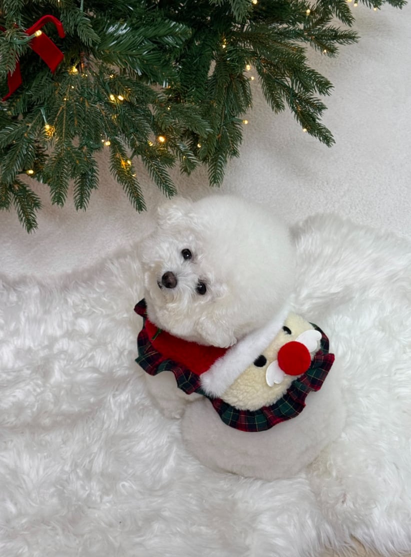 在庫確保済【momentive】Momentiv Santa Cape