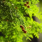 京都フレグランス　ヒノキ枝葉・エッセンシャルオイル