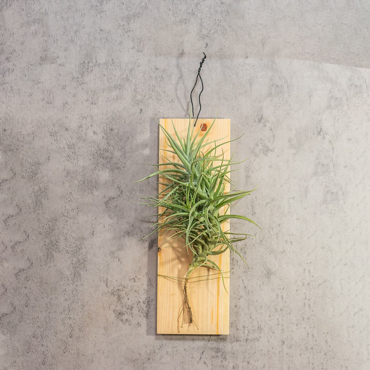 【壁を彩るアート】ティランジア ベルゲリ 群生株 古材板付け スタイリッシュな空間演出 ハイエンドなインテリア