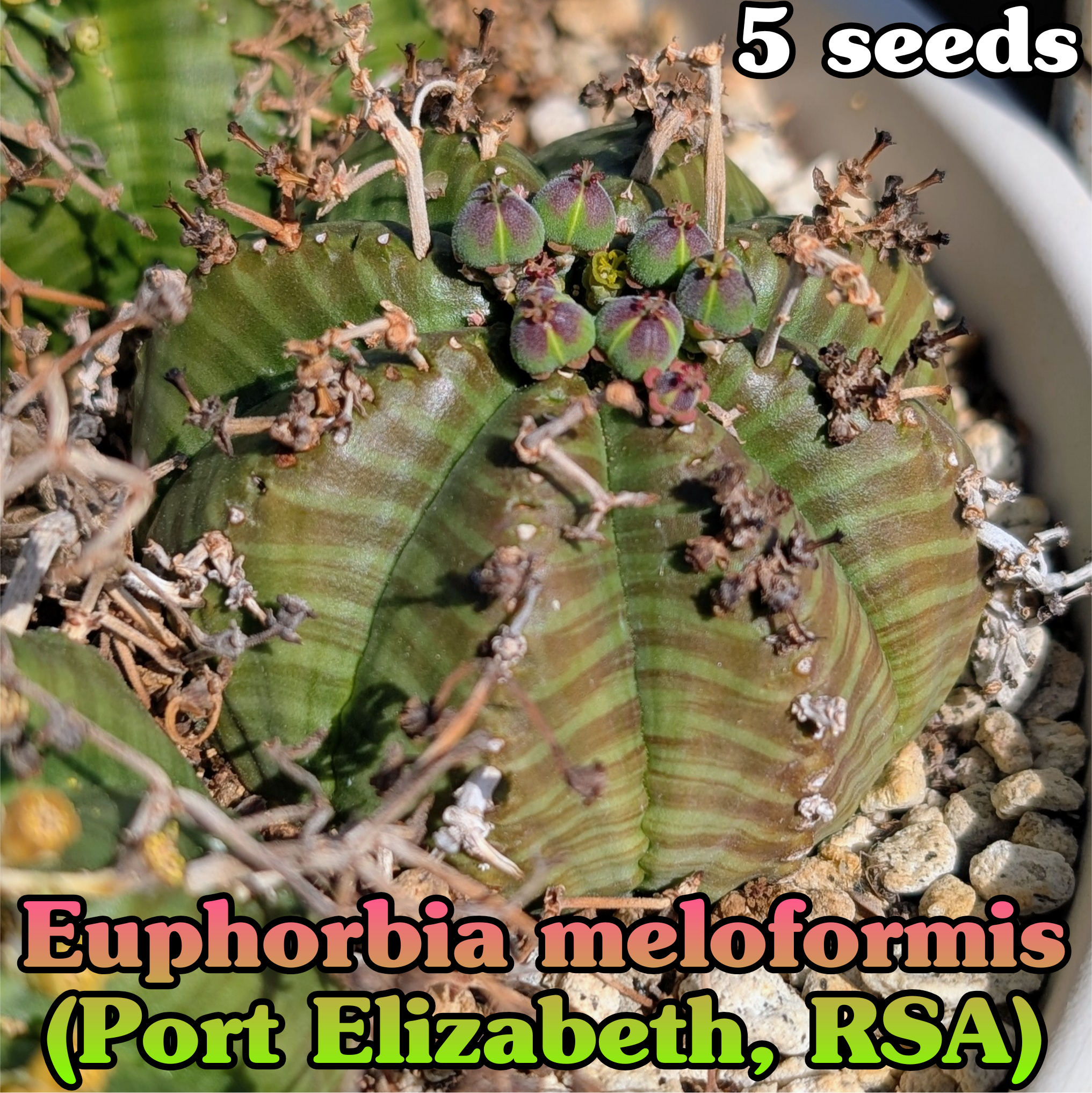 ユーフォルビア リグノーサ lignosa Euphorbia 超新鮮種子 自家採取