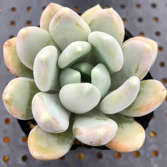 冬美人 多肉植物 パキベリア | Succulent 花うらら 〜多肉植物