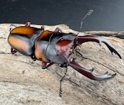 《ミラビリスノコギリクワガタ 64.5mm ♂単》