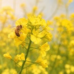 【国産・完全非加熱】菜の花と春の花々の生はちみつ｜純粋はちみつ 110g