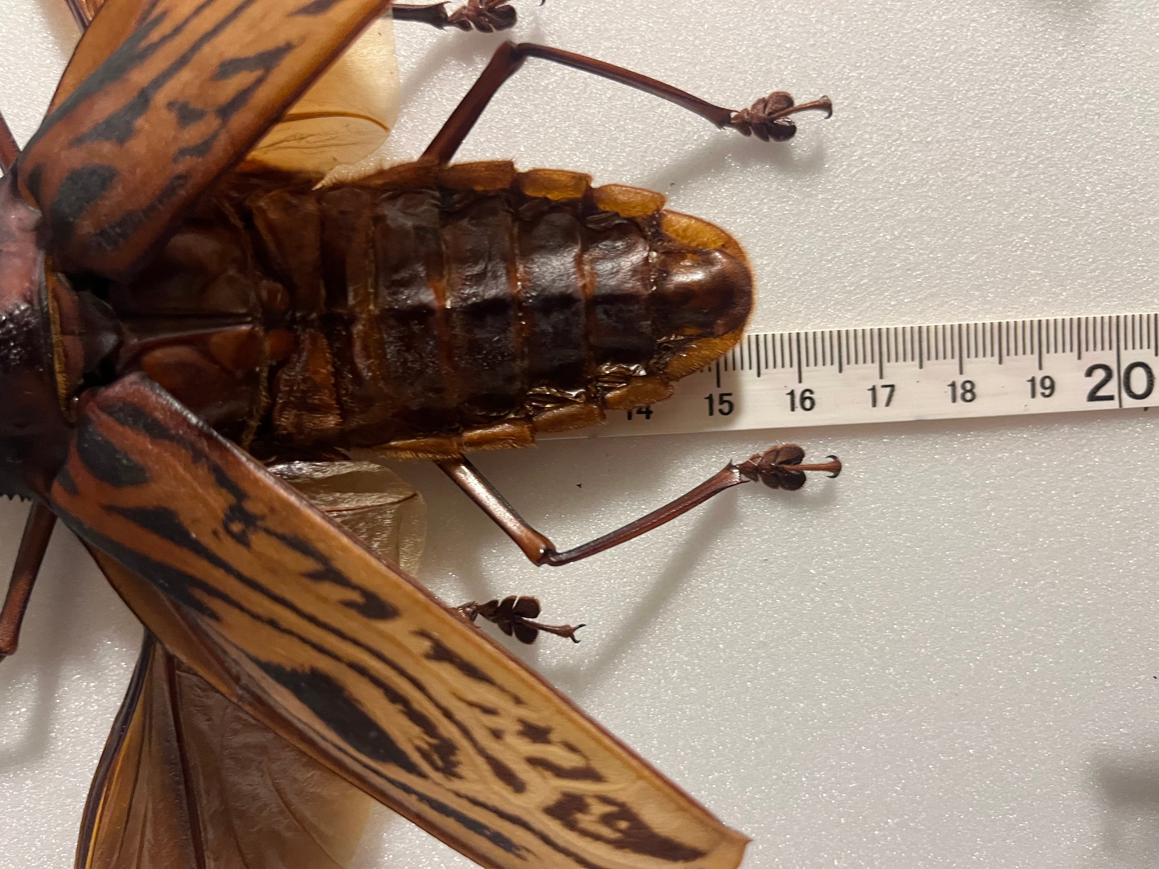 開翅155mm】オオキバウスバカミキリ 標本 Macrodontia cervicornis