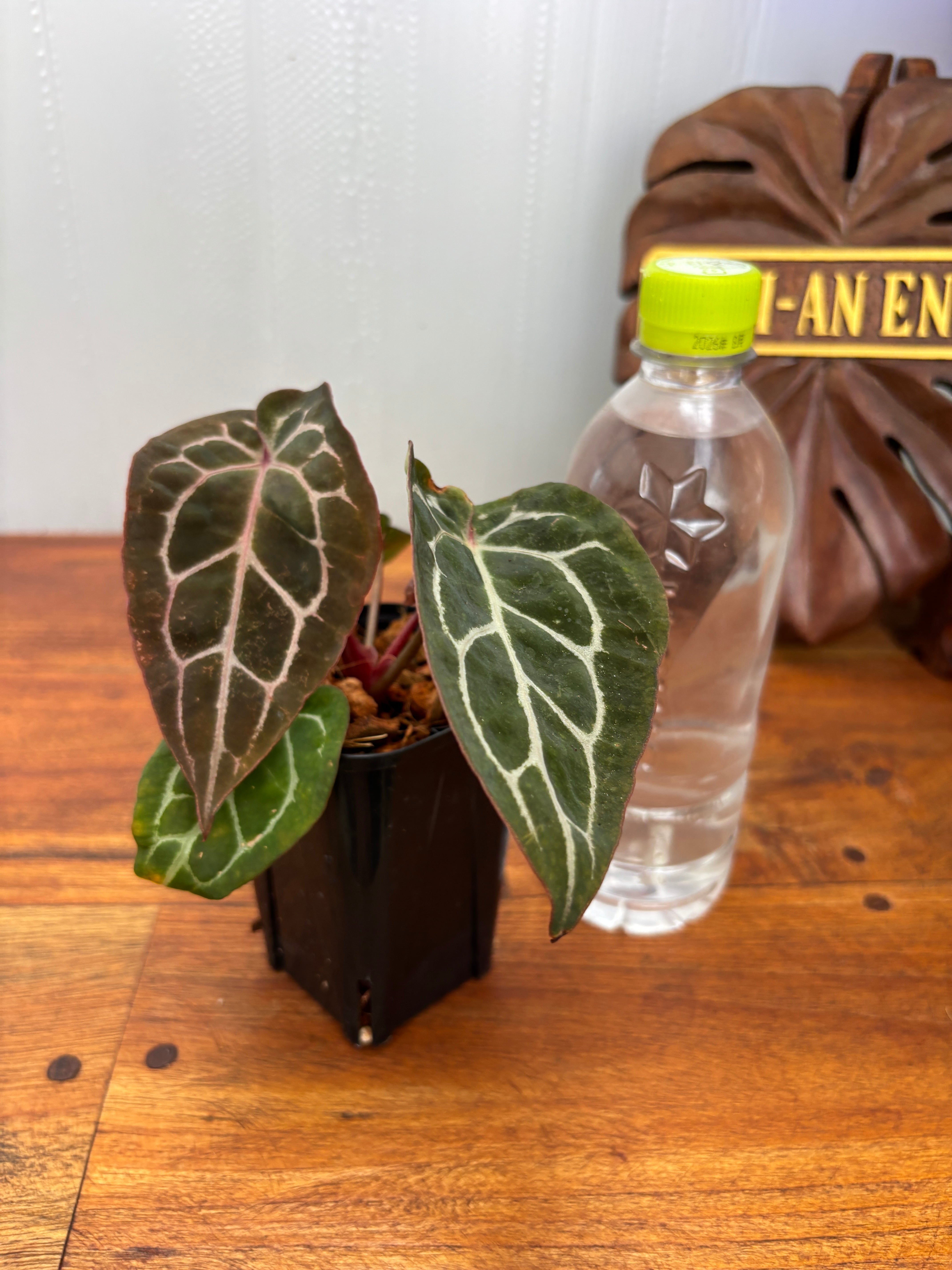 Anthurium | BALI-AN 園芸