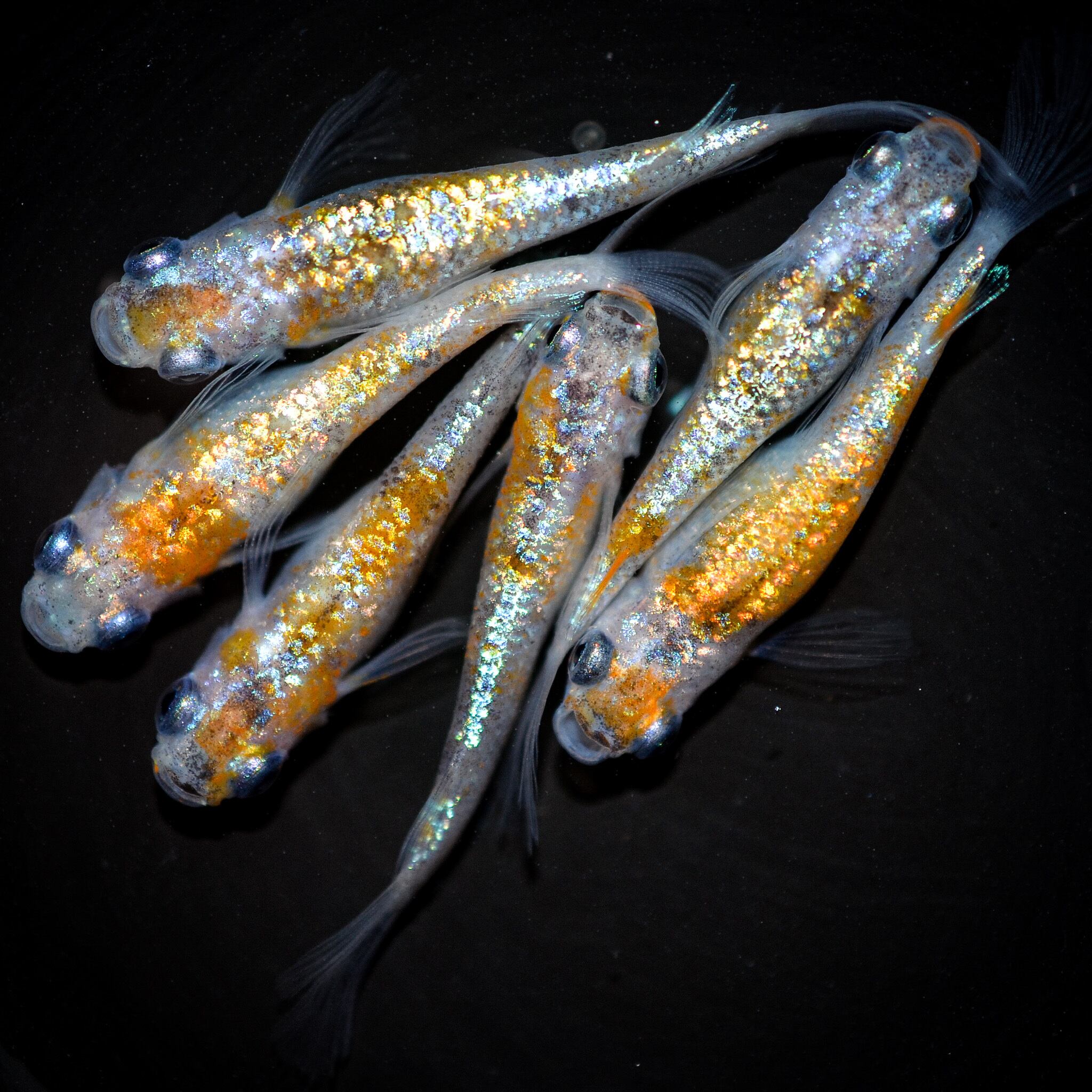 現物商品 | 伊香保フィッシュファームBASEショップ