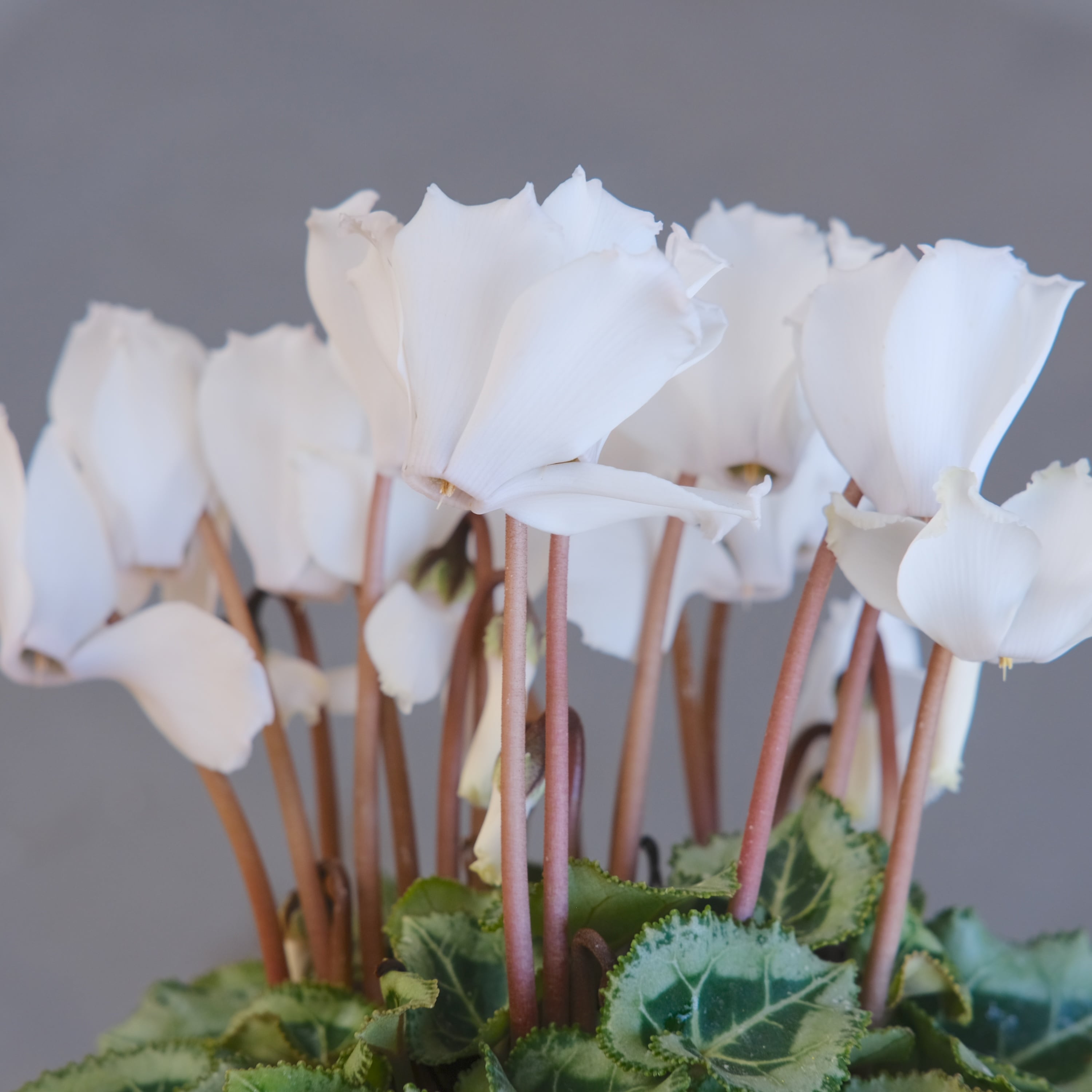 ガーデンシクラメン《 ブランシュネージュ 》軽井沢育ち 3号鉢