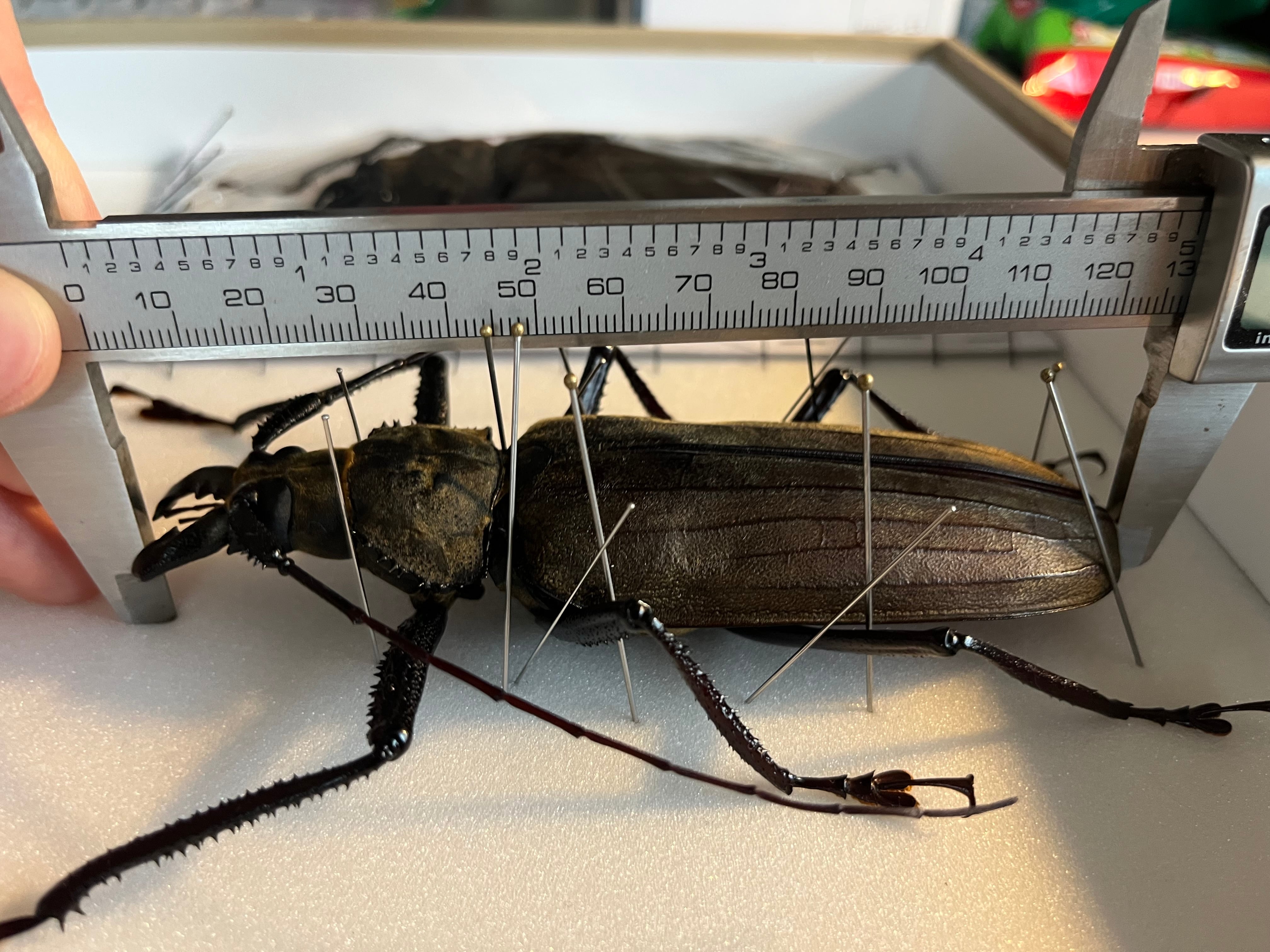 127mm】スジバネトゲフチオオウスバカミキリ ブルウスバカミキリ