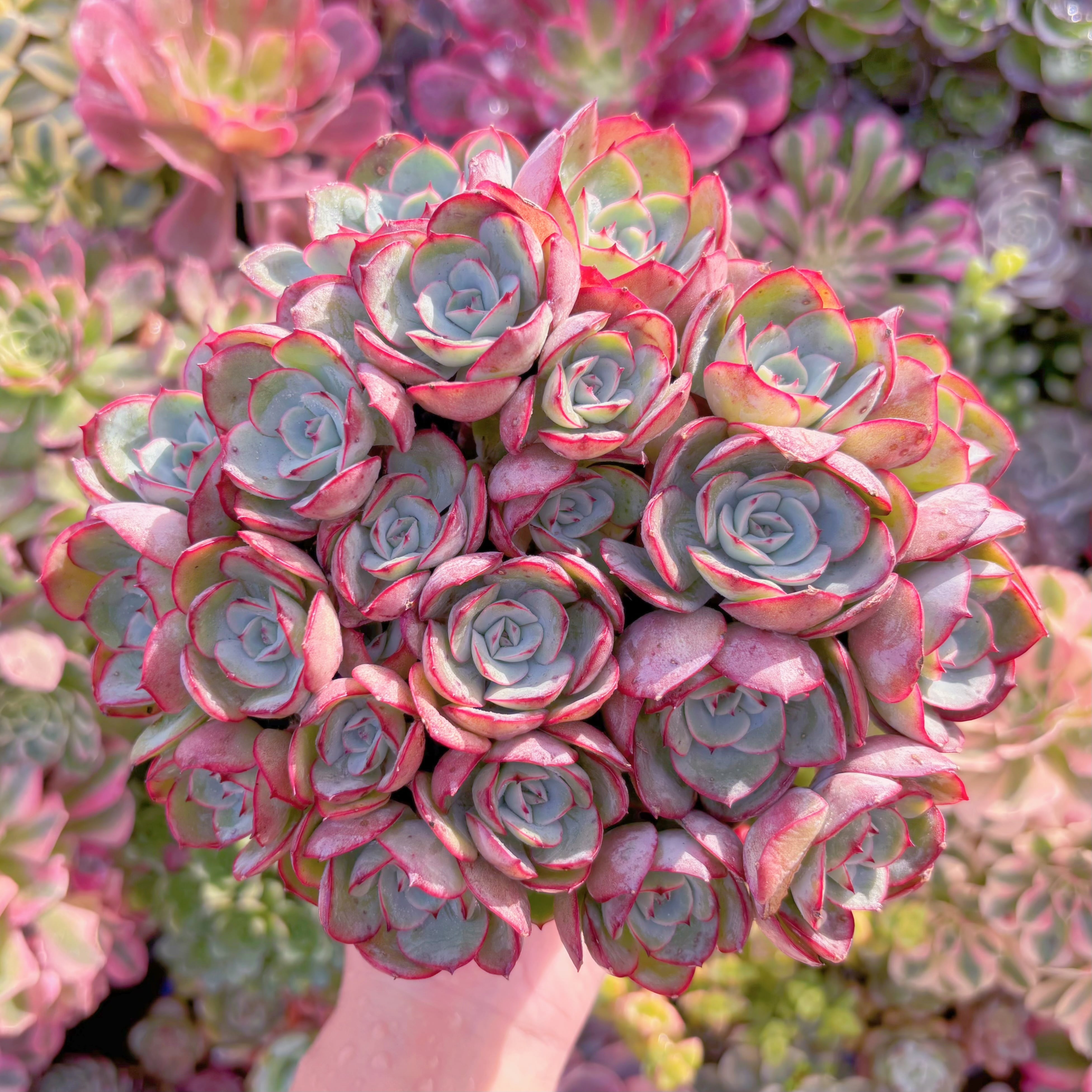 現品　牡丹亭(ぼたんてい)#856　特大群生　美苗　新入荷　るる農園