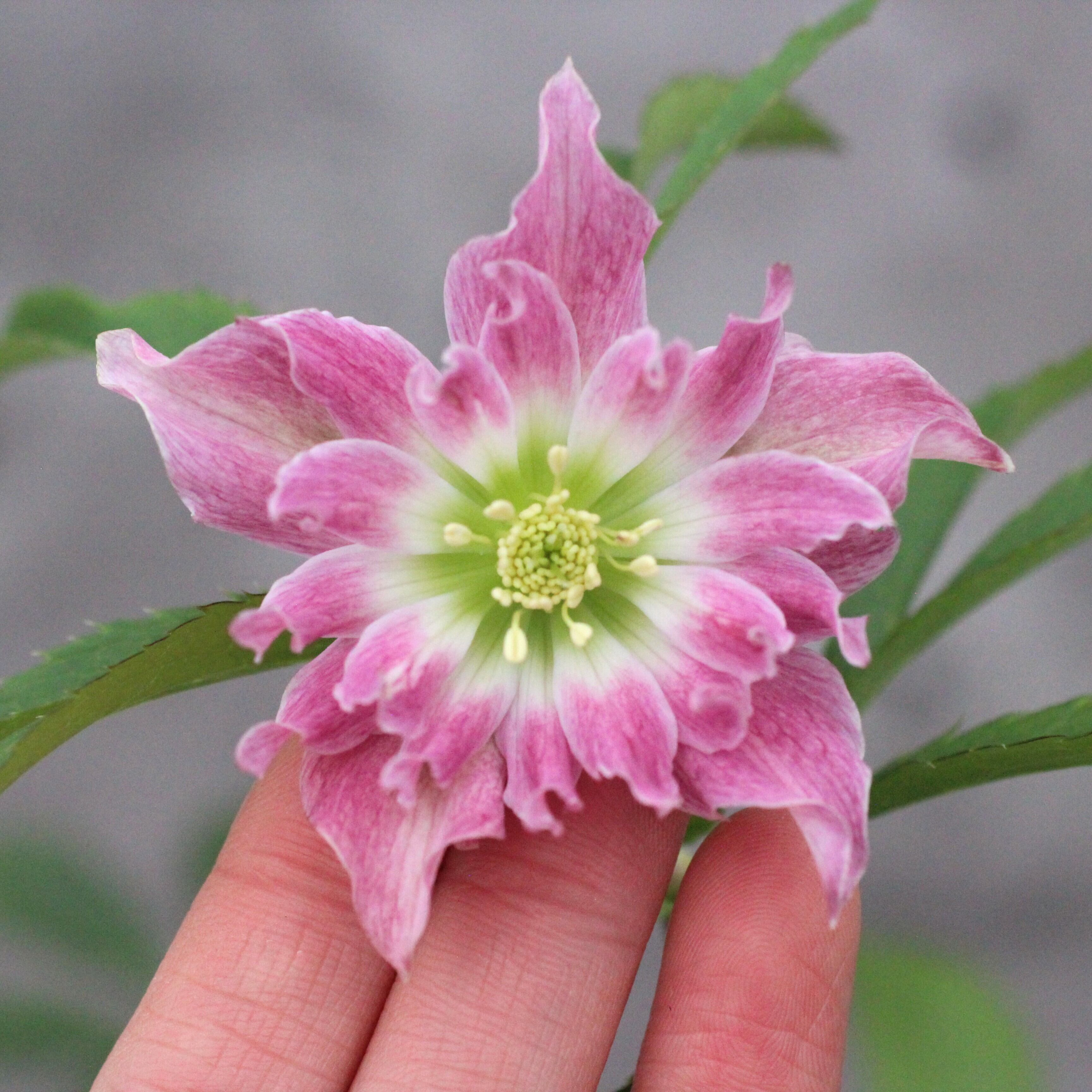 ☘️ スペシャルイベント☘️ラスト2☘️371 ❤️超希少【カメレオン】クリスマスローズ ☘️ スペシャルイベント☘️ラスト2☘️371 ❤️超希少【カメレオン