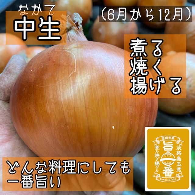 淡路島玉ねぎ　旨一番　１０kg　送料・税込み