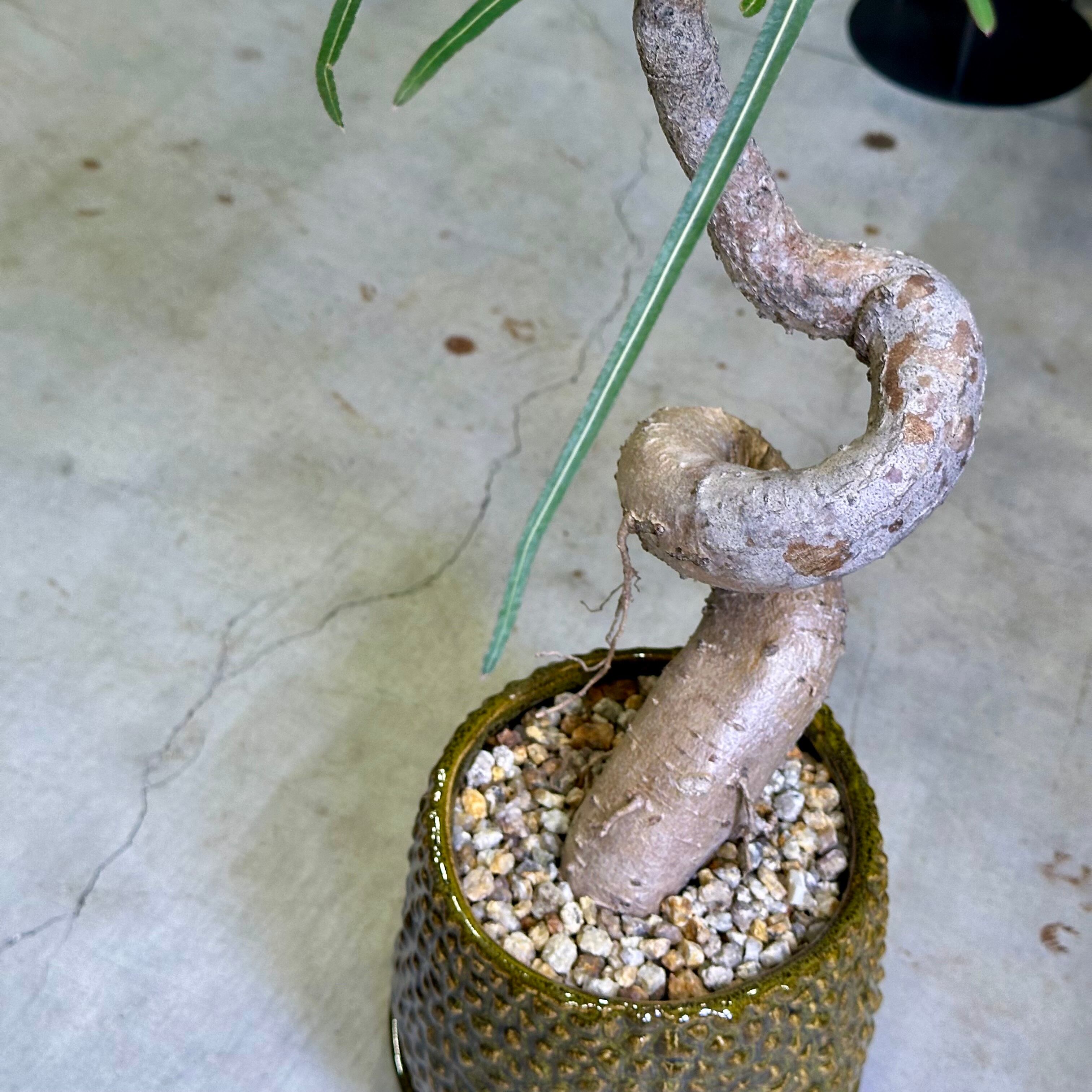 ボトルツリー ボトルツリー（ブラキチトン）育て方付き！太った幹が面白い｜e-花屋さん