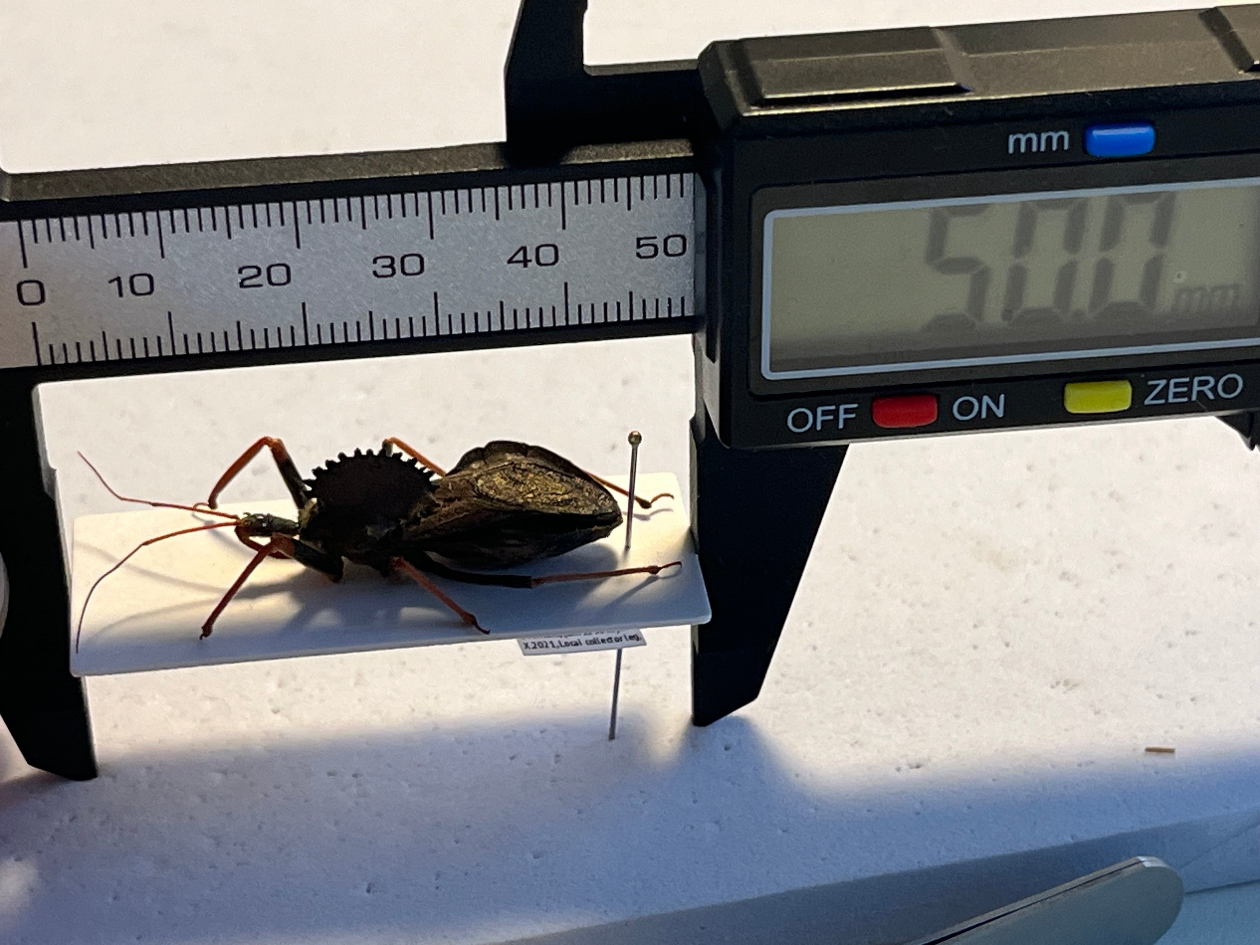 北米最大】背中に丸鋸が埋め込まれたアサシンバグ サシガメの一種 標本