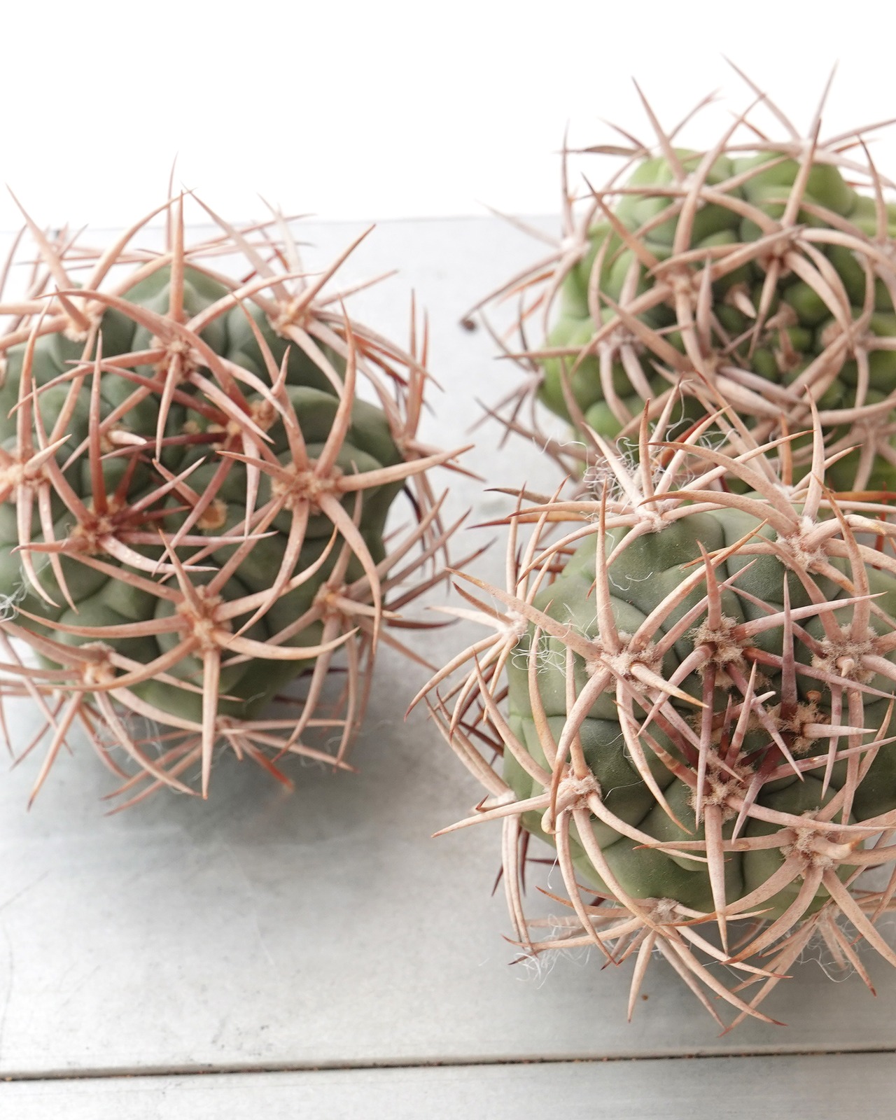 一部発根済カット苗 アンバトエンセ （フェロシオール） L Gymnocalycium ambatoense