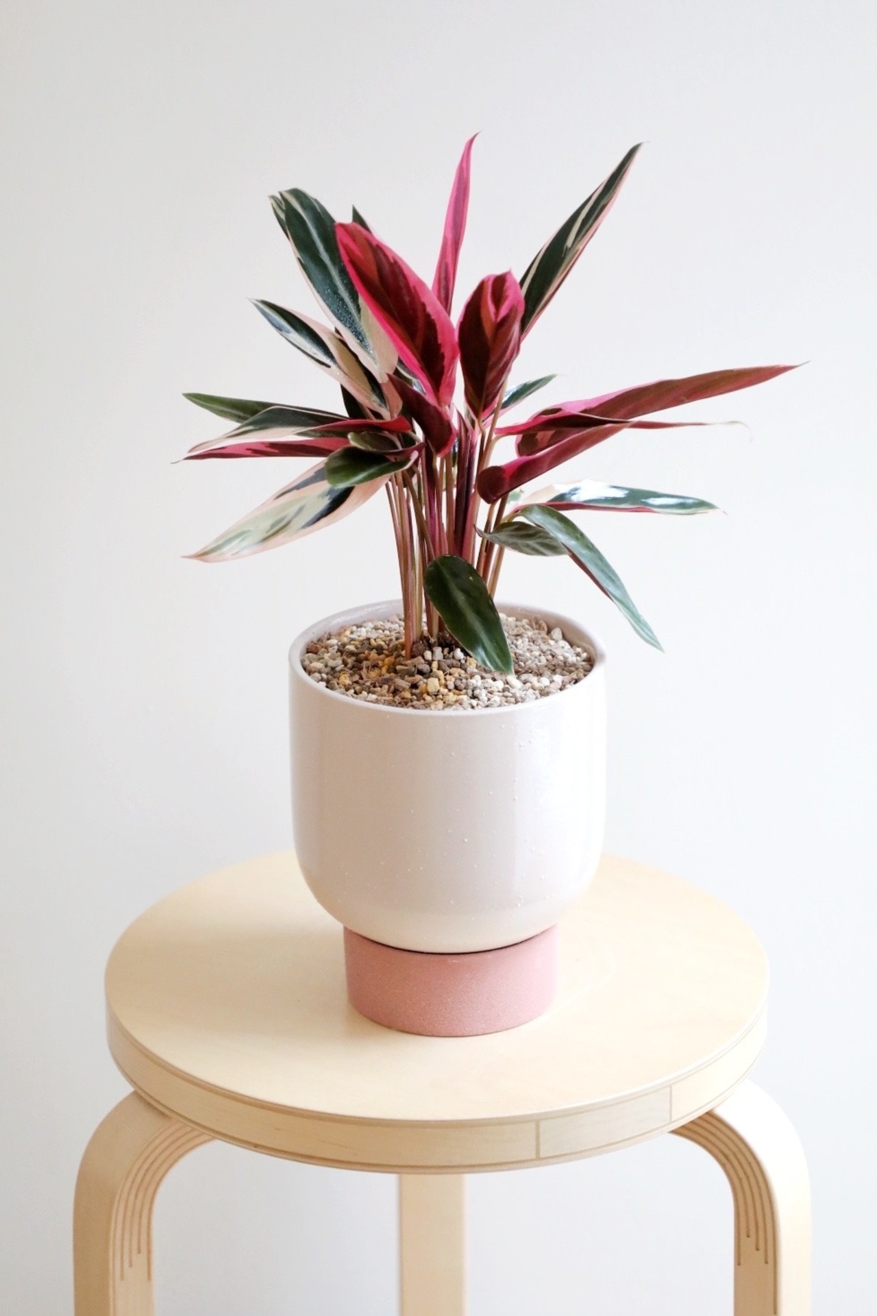 【S】カラテア トリオスター/Calathea