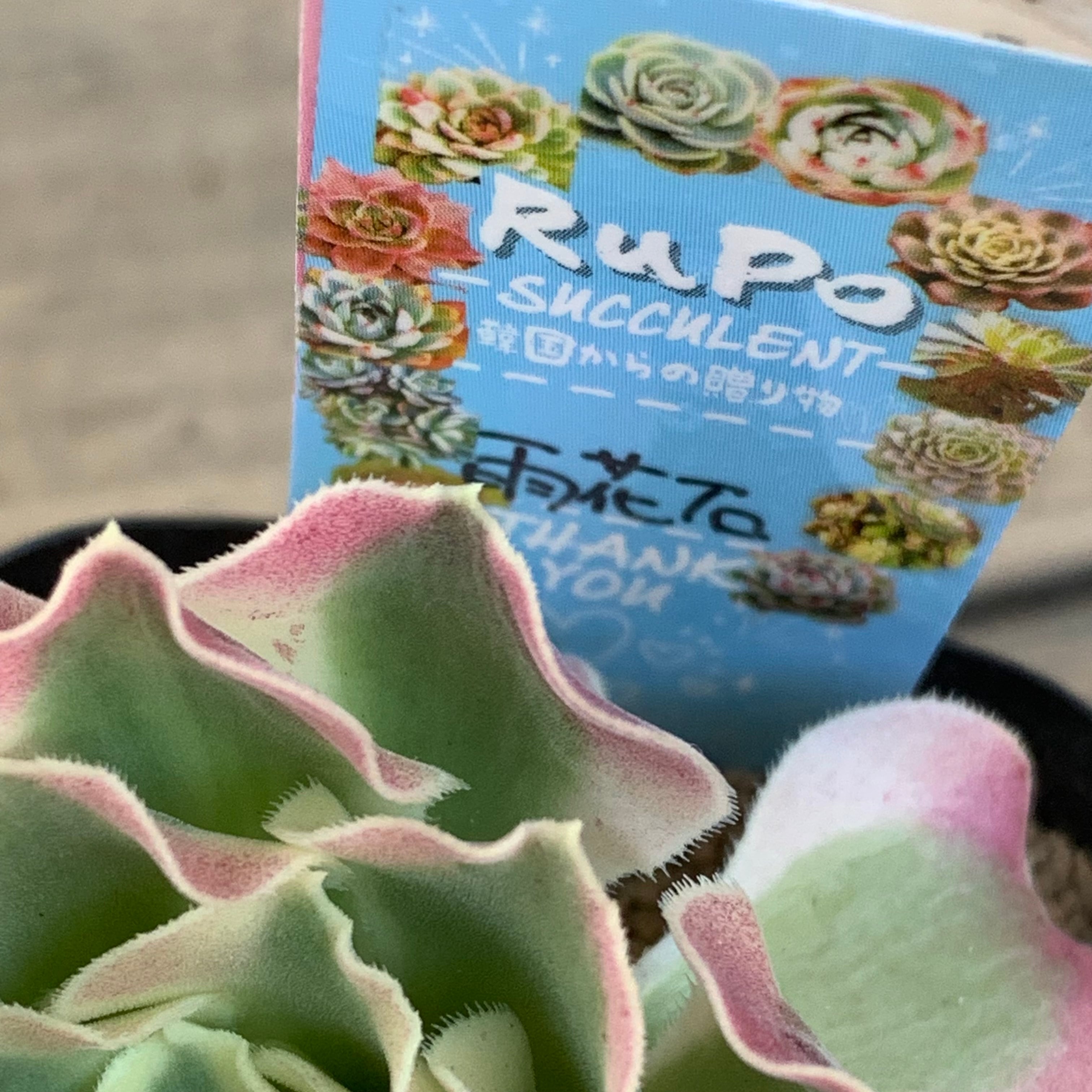 雨花石(アエオニウム) | RuPo 多肉植物専門店