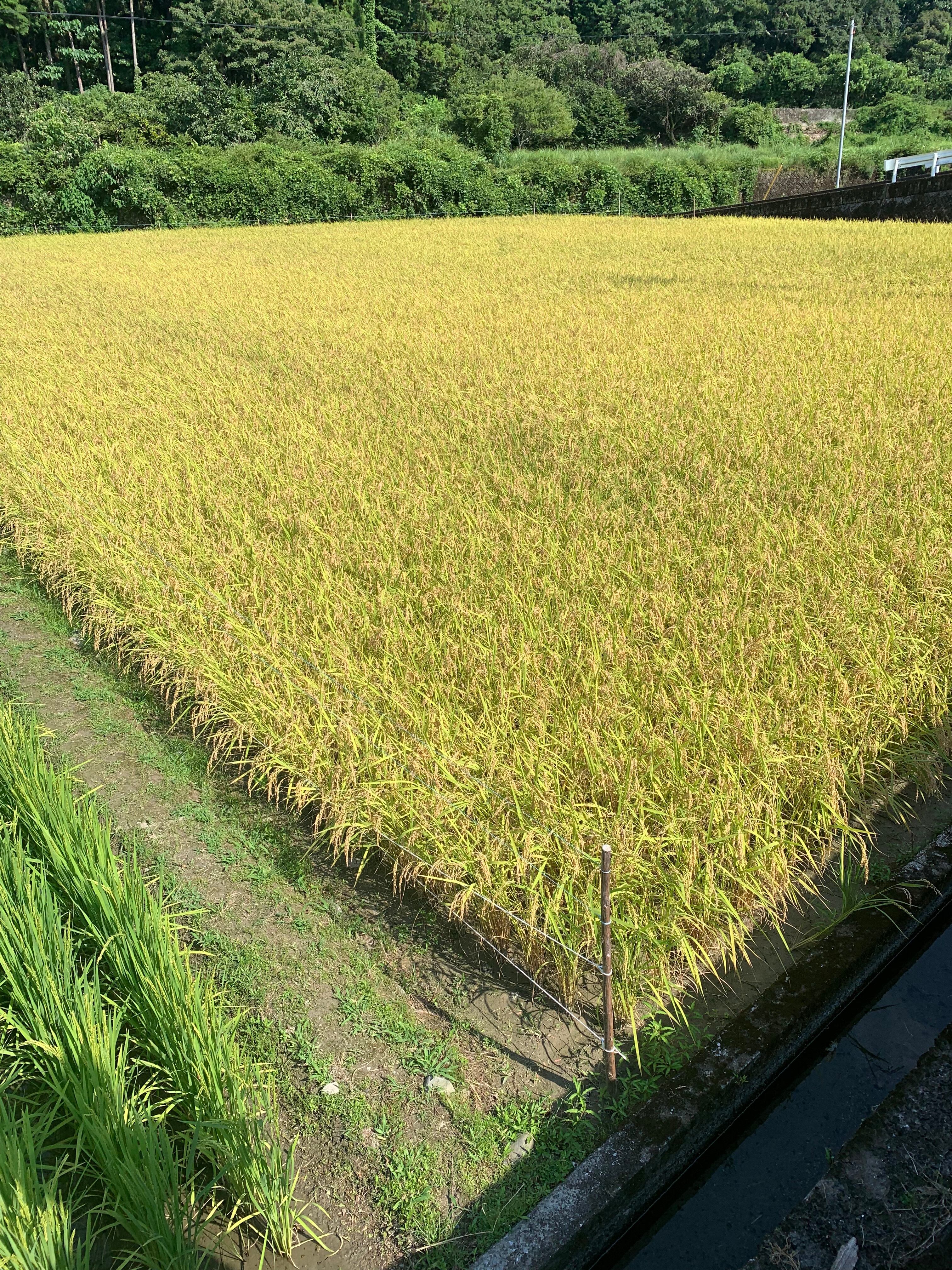 高知県産 新米ヒノヒカリ5kg | はたあげ公式ネットショップ