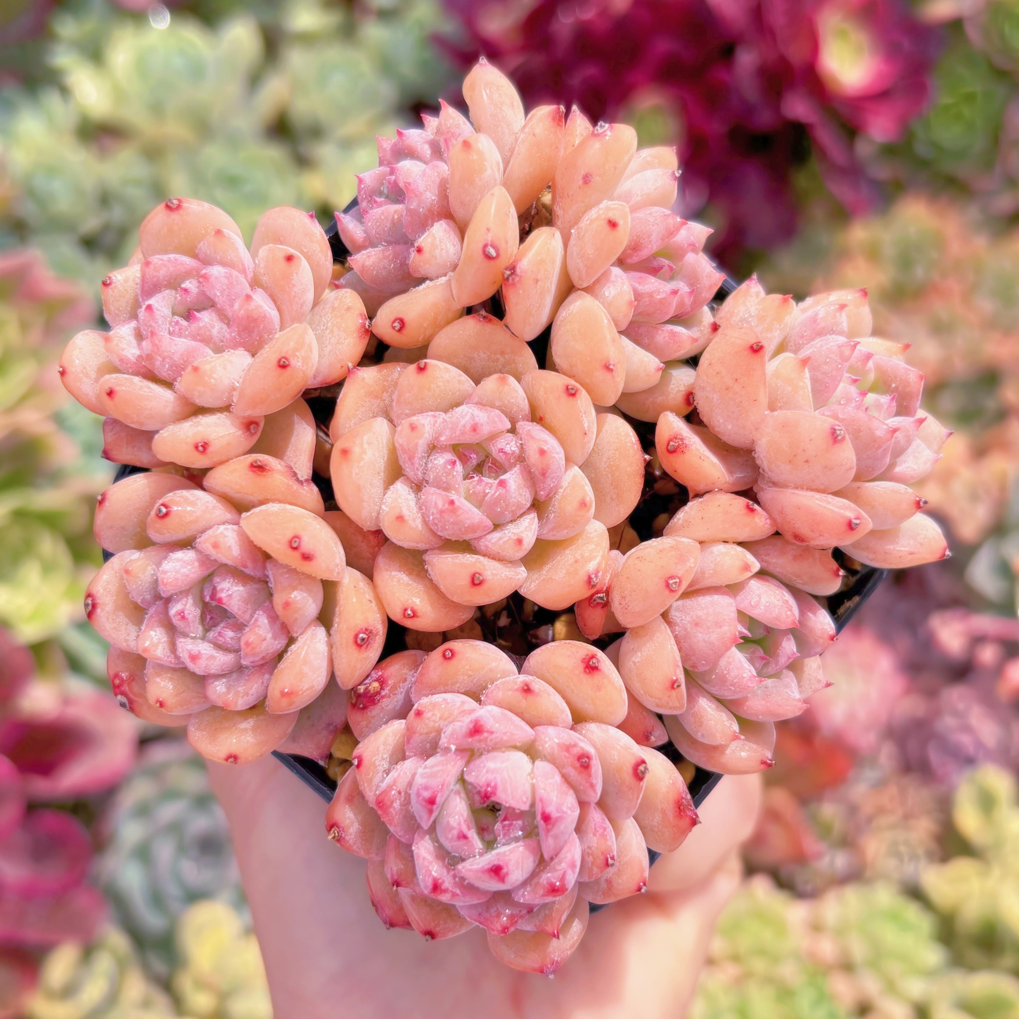 現品　レッドベルベットxラウイ#751　るる農園