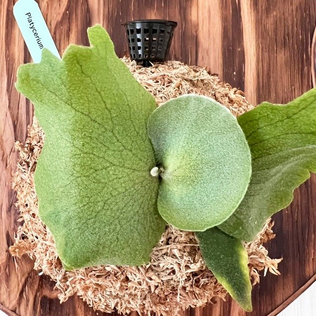 ビカクシダ ウィリンキー 板付 【観葉植物 室内 コウモリラン】