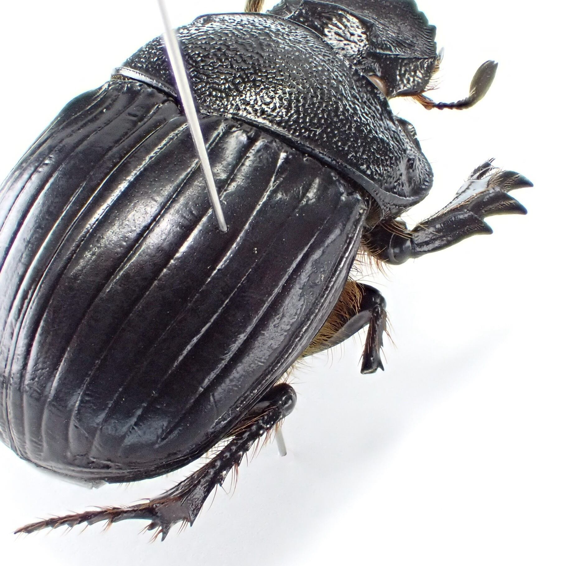 タンザニア産 Heliocopris erycoides ♂♀ 36mm/34mm | 昆虫標本