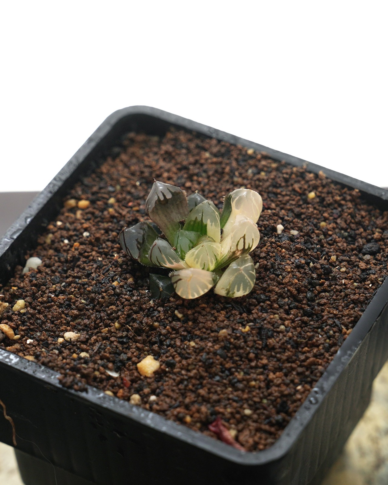 鉢植え ハオルチア 水中月錦 縞斑 Haworthia 'Shui Zhong Yue'