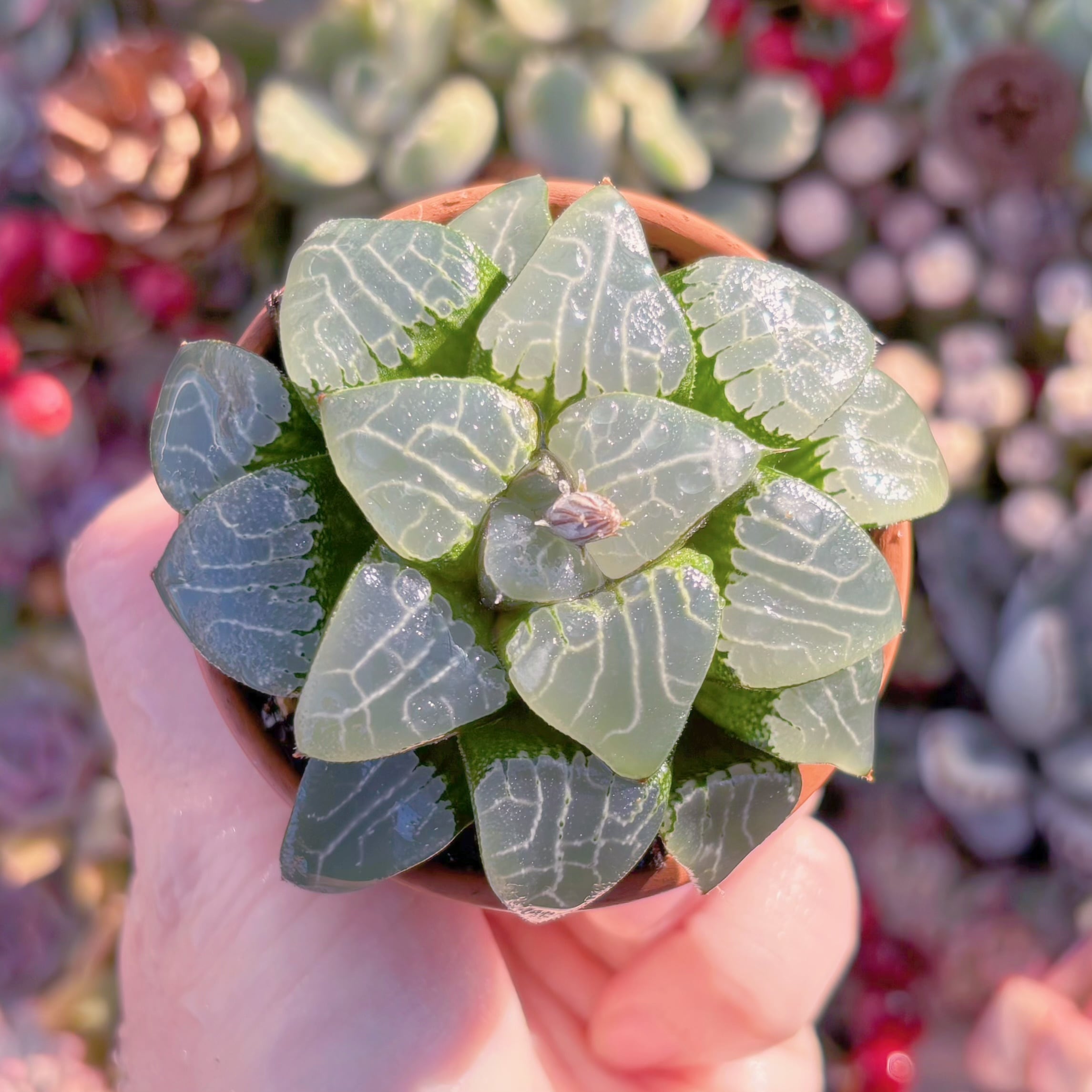 多肉植物　月影寿　新入荷　るる農園