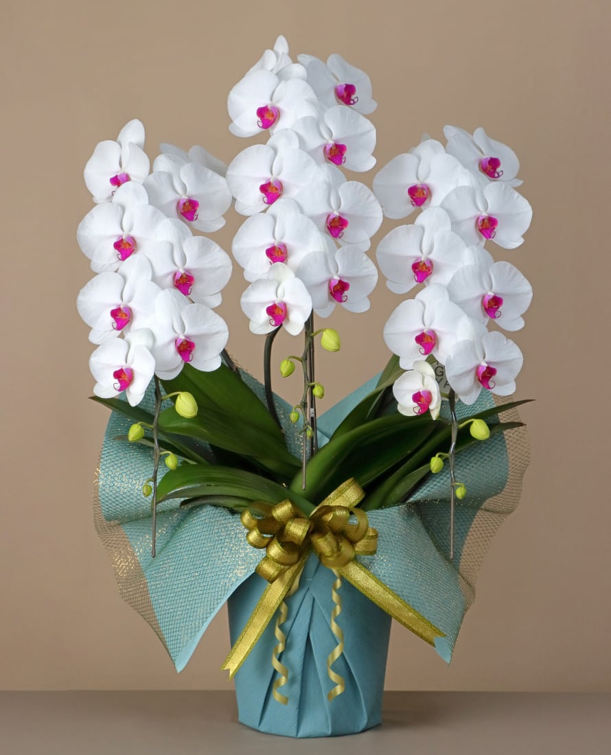 3本立 スタンダード(30輪~33輪程度)白赤【赤いリップで華やかさを添える白赤カラー】コンパクトながら、印象深い華やかさを備えた一鉢に仕上げました。ひと味違う贈り物をお探しの方におすすめです。