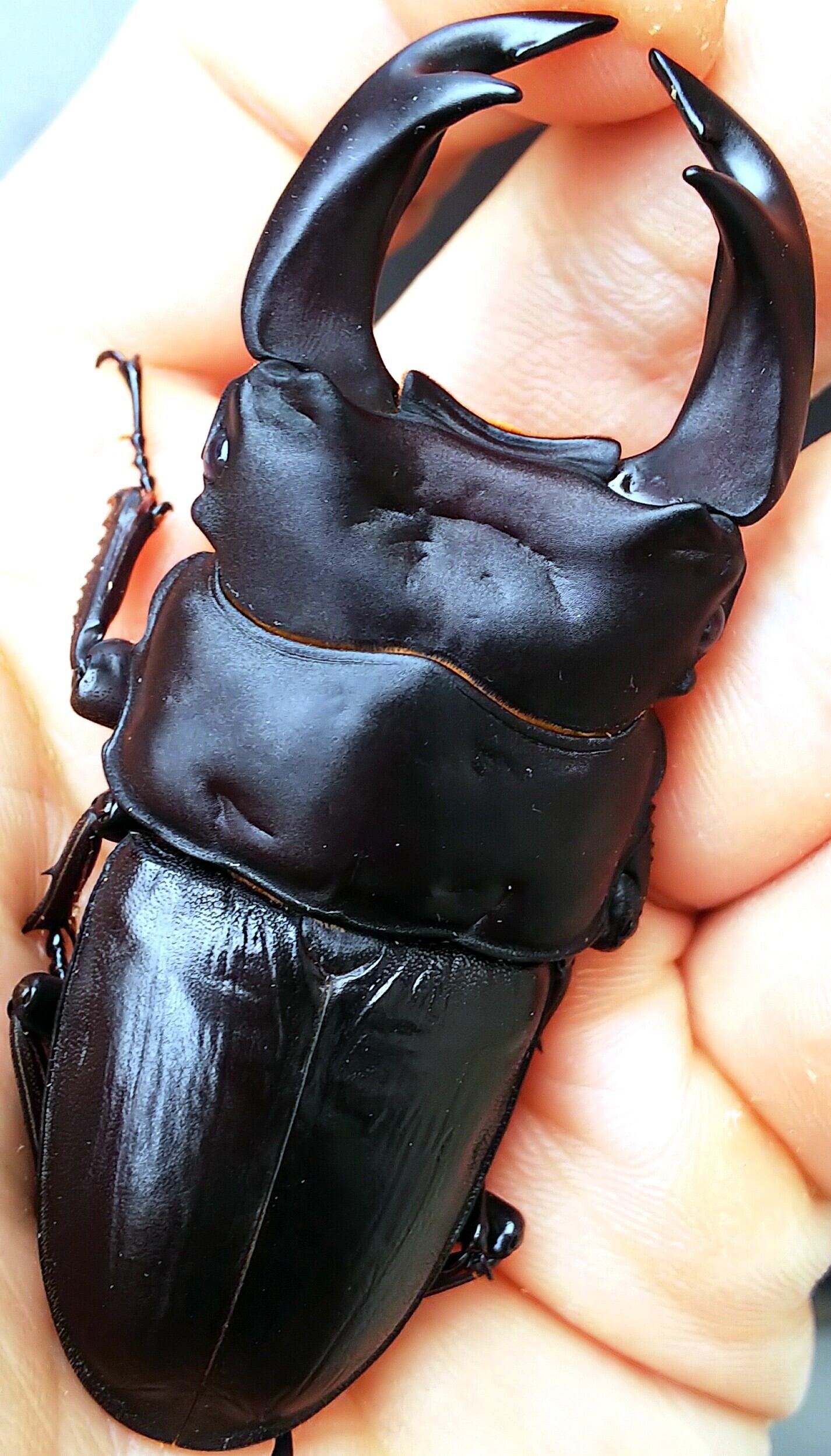 ■極太オオクワガタ　大魔神 暑い！厚い！血統　♂70ｍｍ　♀46ｍｍ　ペア