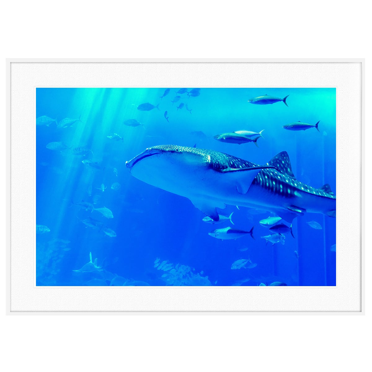 海 ジンベエザメ 写真 インテリアアートポスター額装 AS1437