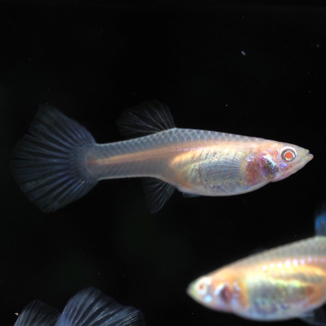 RREAモスコーピンク 1ペア＋おまけ1ペア