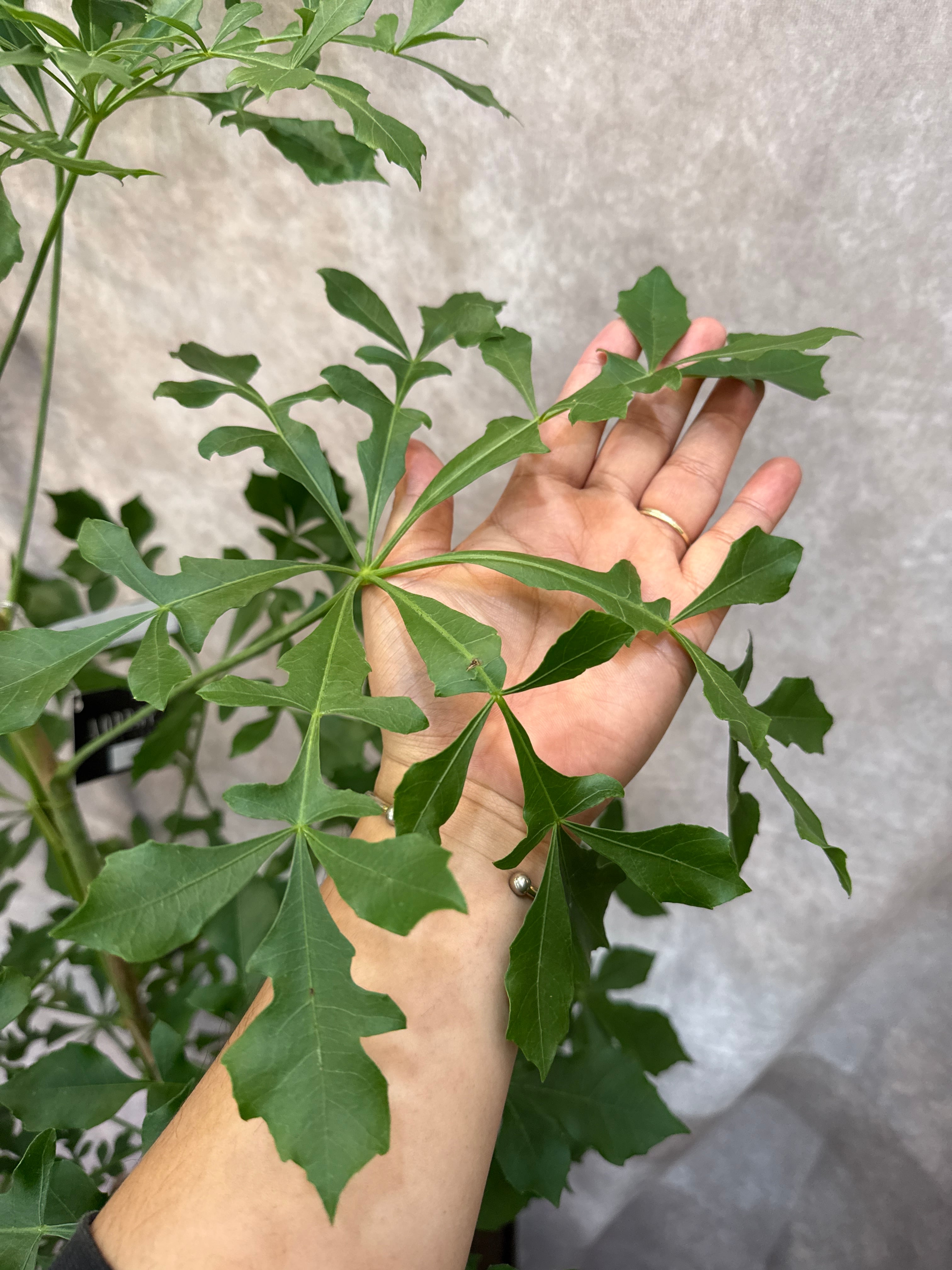 クッソニア スピカータ | Gardenえん 【観葉熱帯植物】