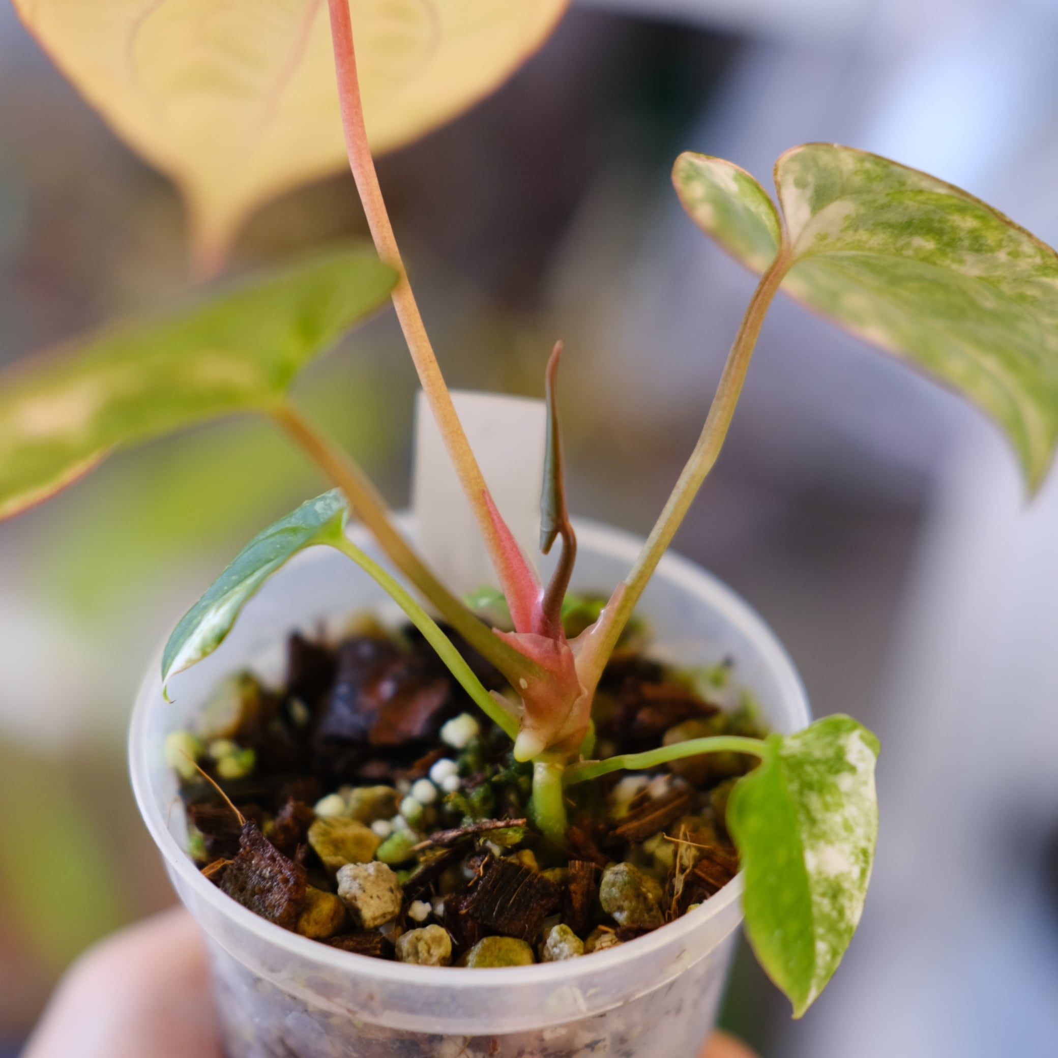 Anthurium (Papililaminum variegated × Crystallinum marble