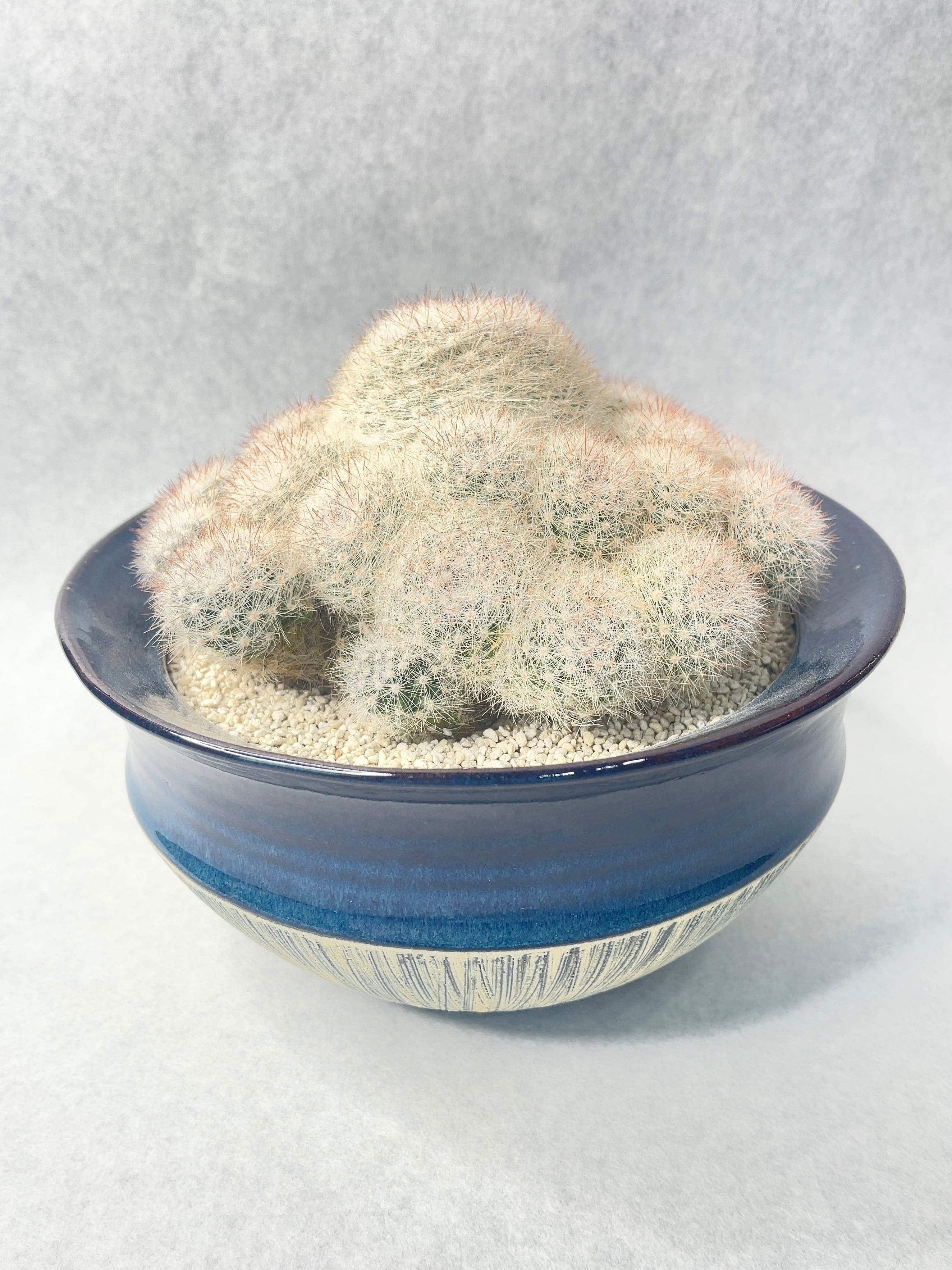 マミラリア・満月