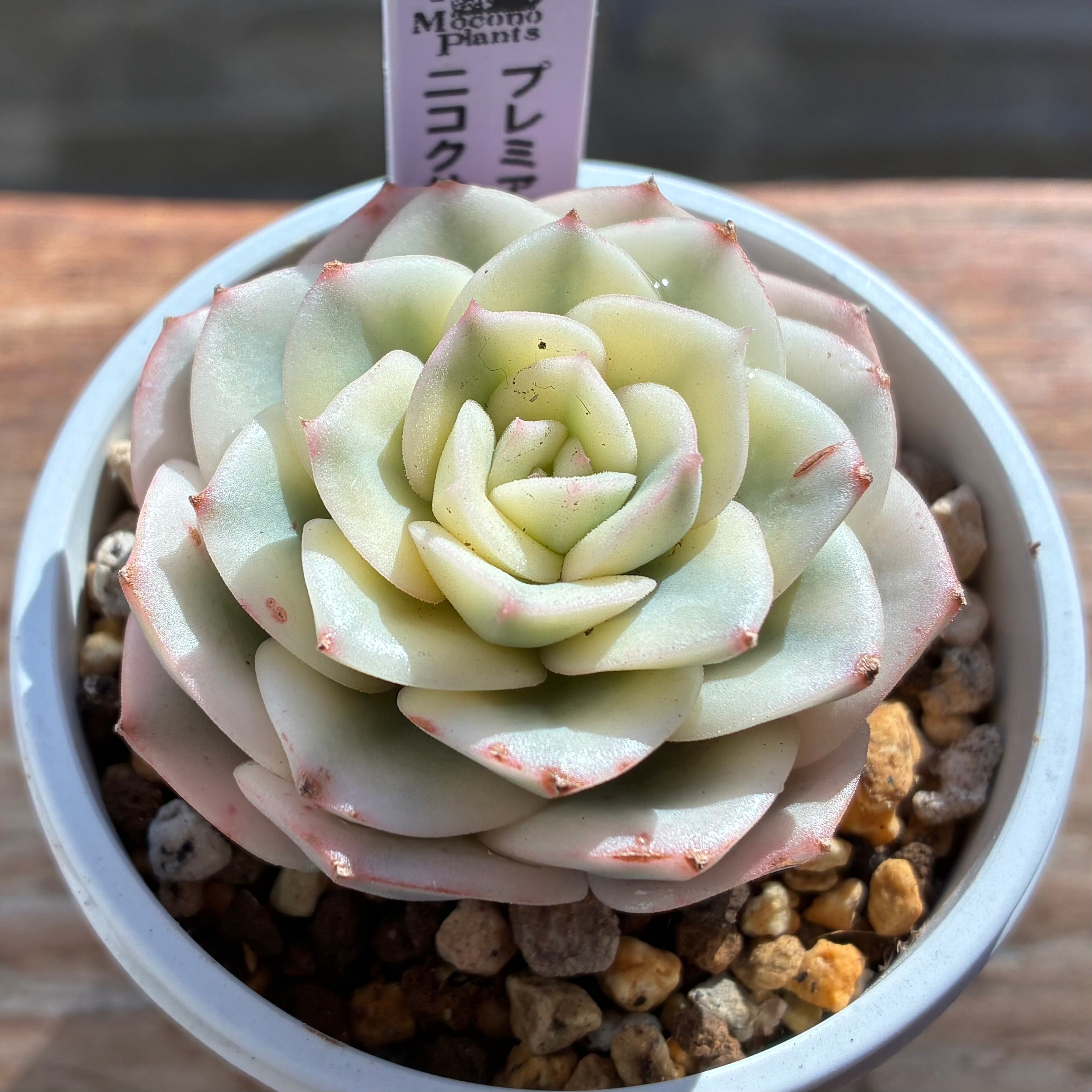 ハオルチア スターズフェアリー | mocono_plants