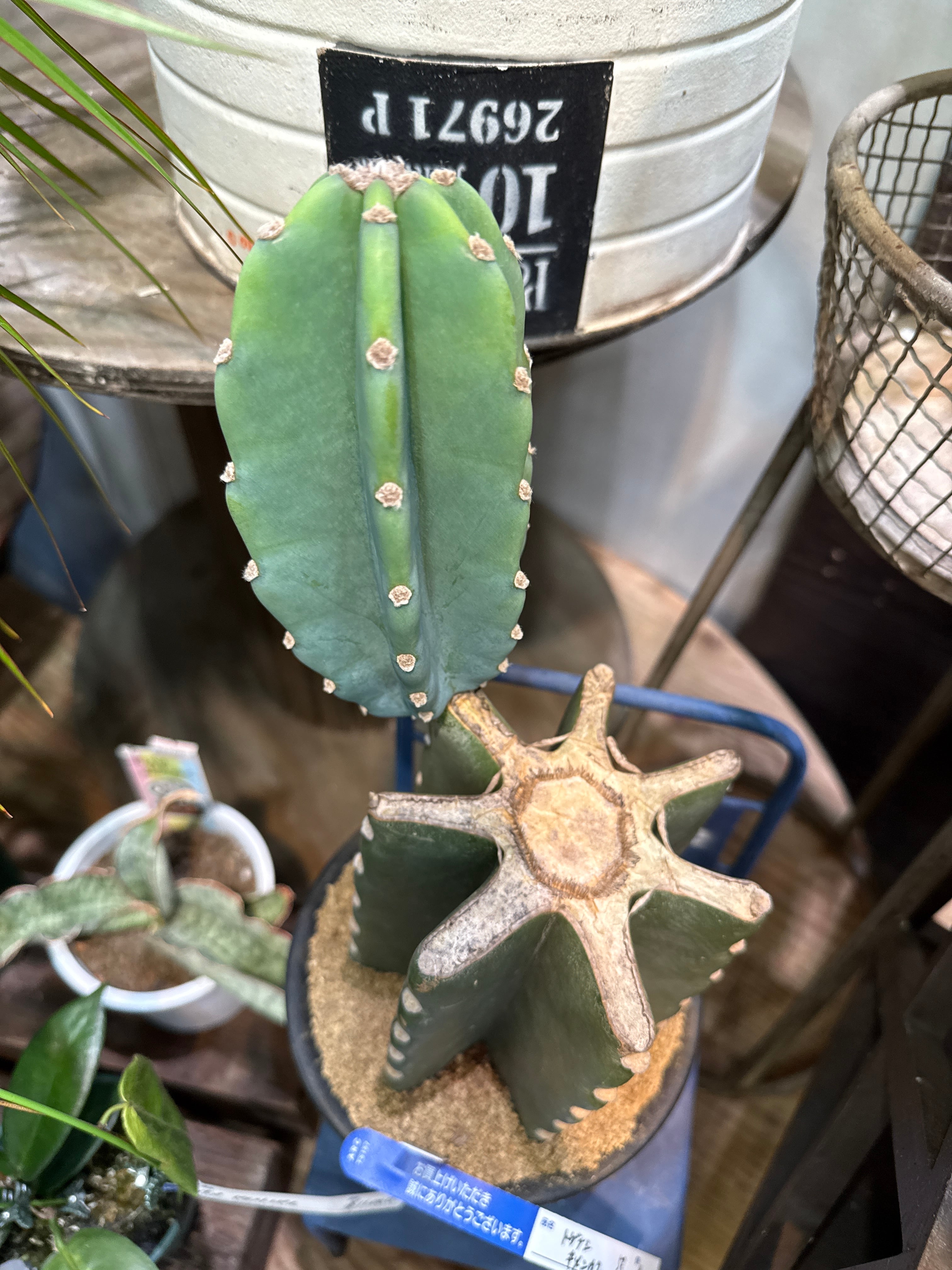 トゲなしサボテン (柱サボテン) | Gardenえん 【観葉熱帯植物】