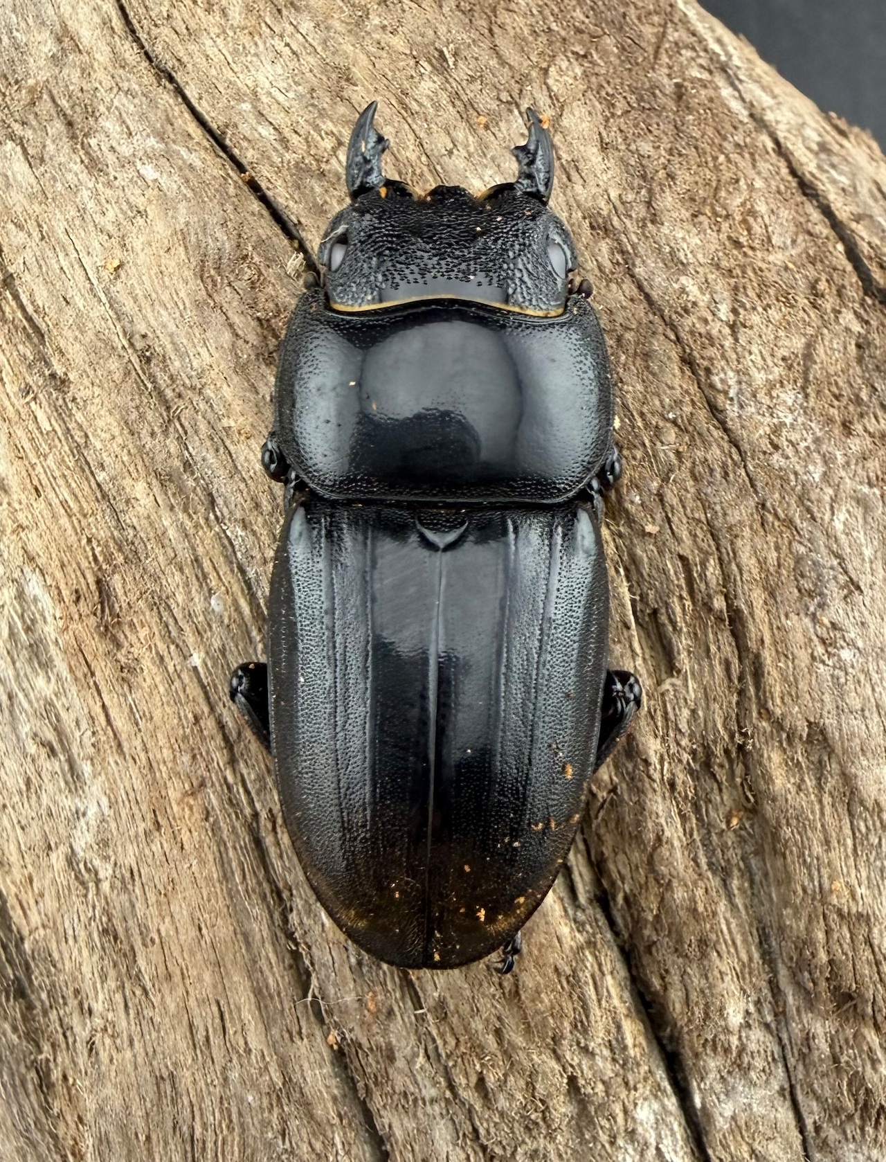 【WD】《ダイオウヒラタ 東ジャワ産 83mm ペア》