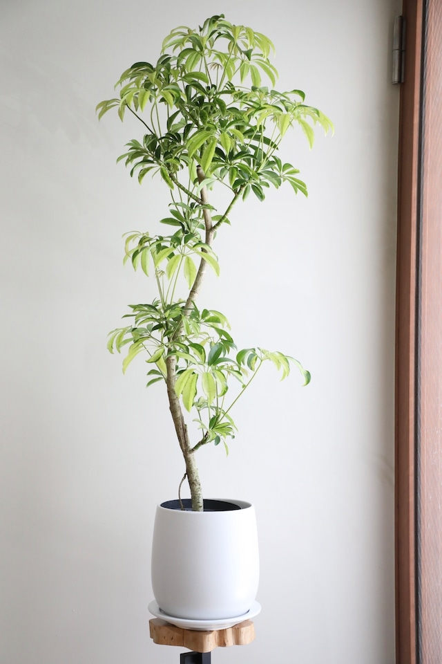 【L】シェフレラ アッシュフォリア/ Schefflera ※陶器鉢付き