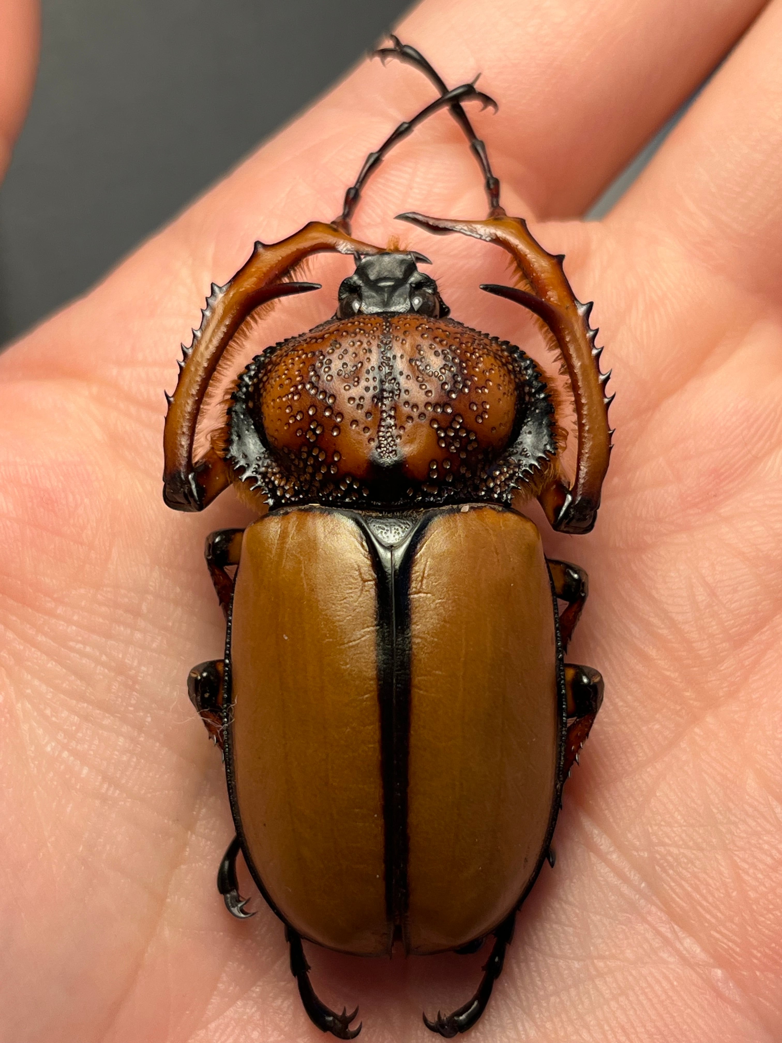 標本 | オモニキチュウ