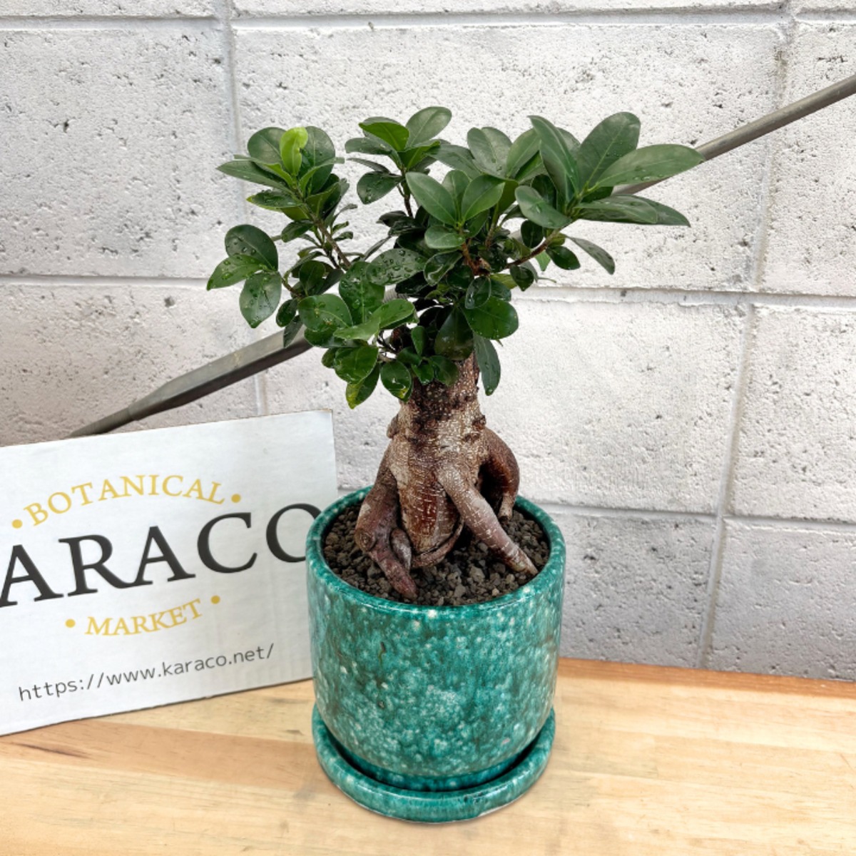 観葉植物】キジムナー ガジュマル フィカス ミクロカルパ 5号