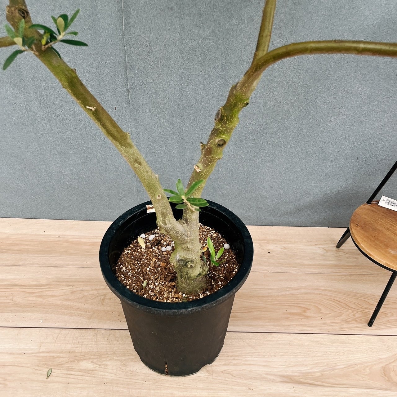 現品］20番 創樹 オリーブ ネバディロブランコ 8号 観葉植物 大型 屋外