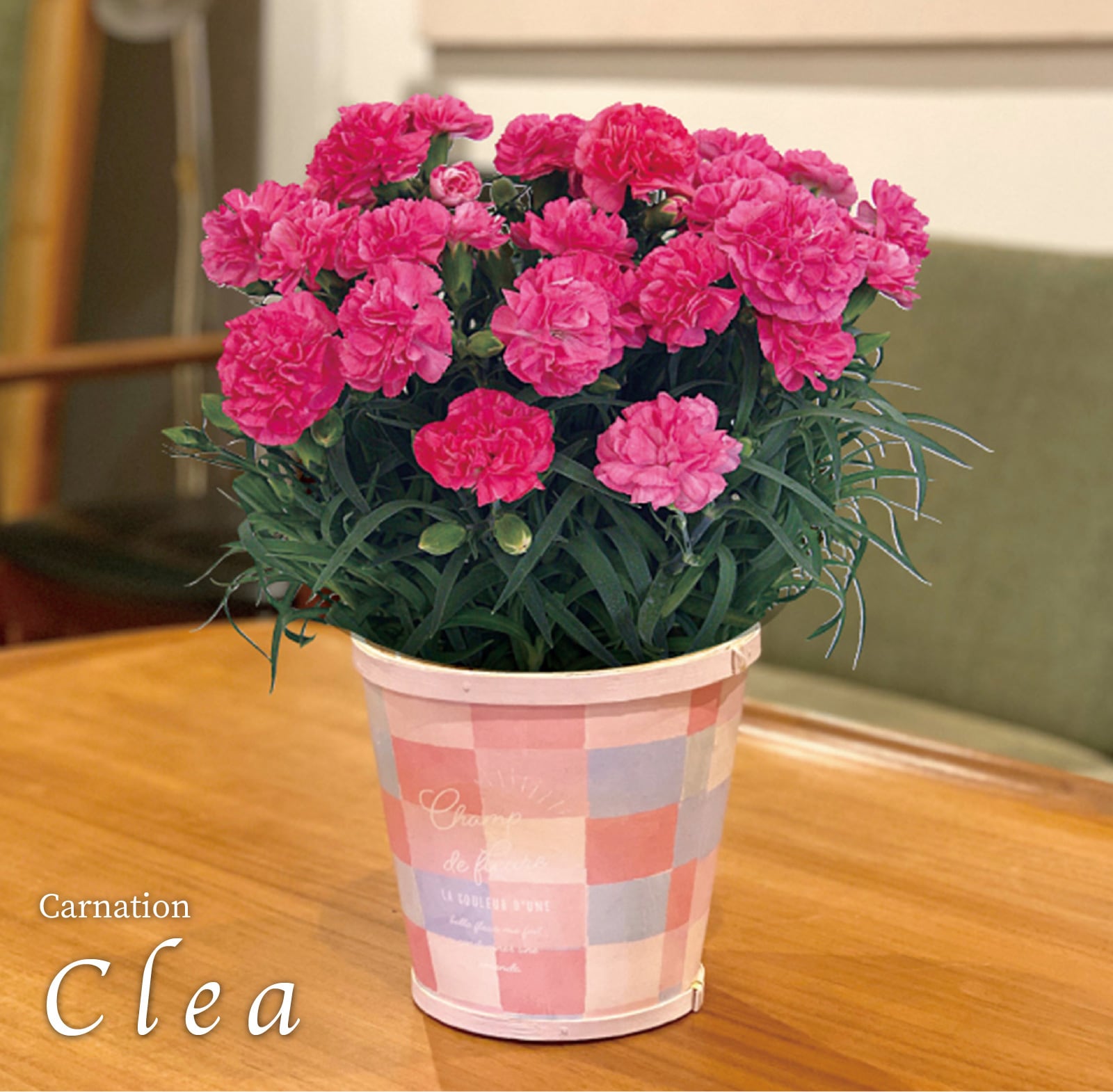 母の日】カーネーション鉢植え「クレア」 | フラワーギフトの