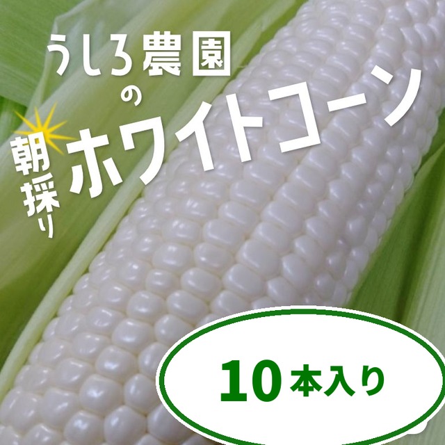 【まるで梨のような甘さ】淡路島産 白いとうもろこし（ホワイトコーン）10本 産地直送