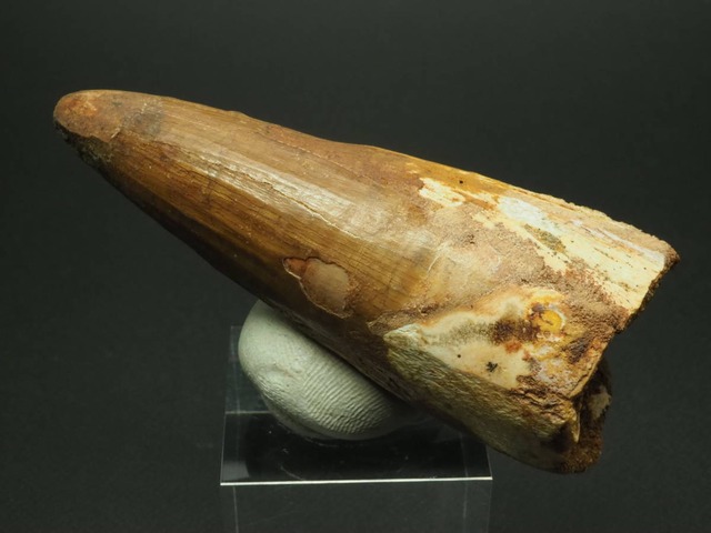 スピノサウルスの歯【Spinosaurus aegyptiacus】