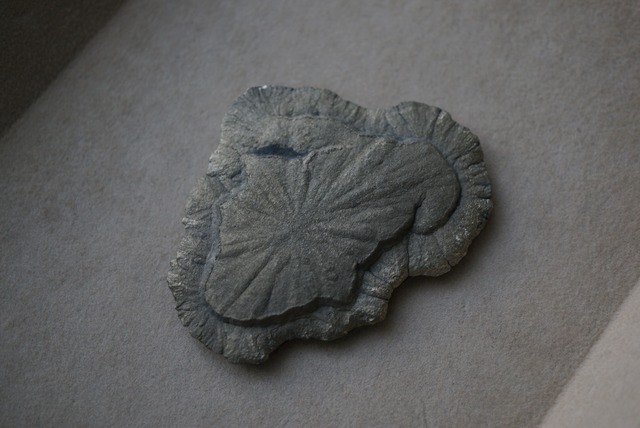 パイライトサン Pyrite Sun 1675