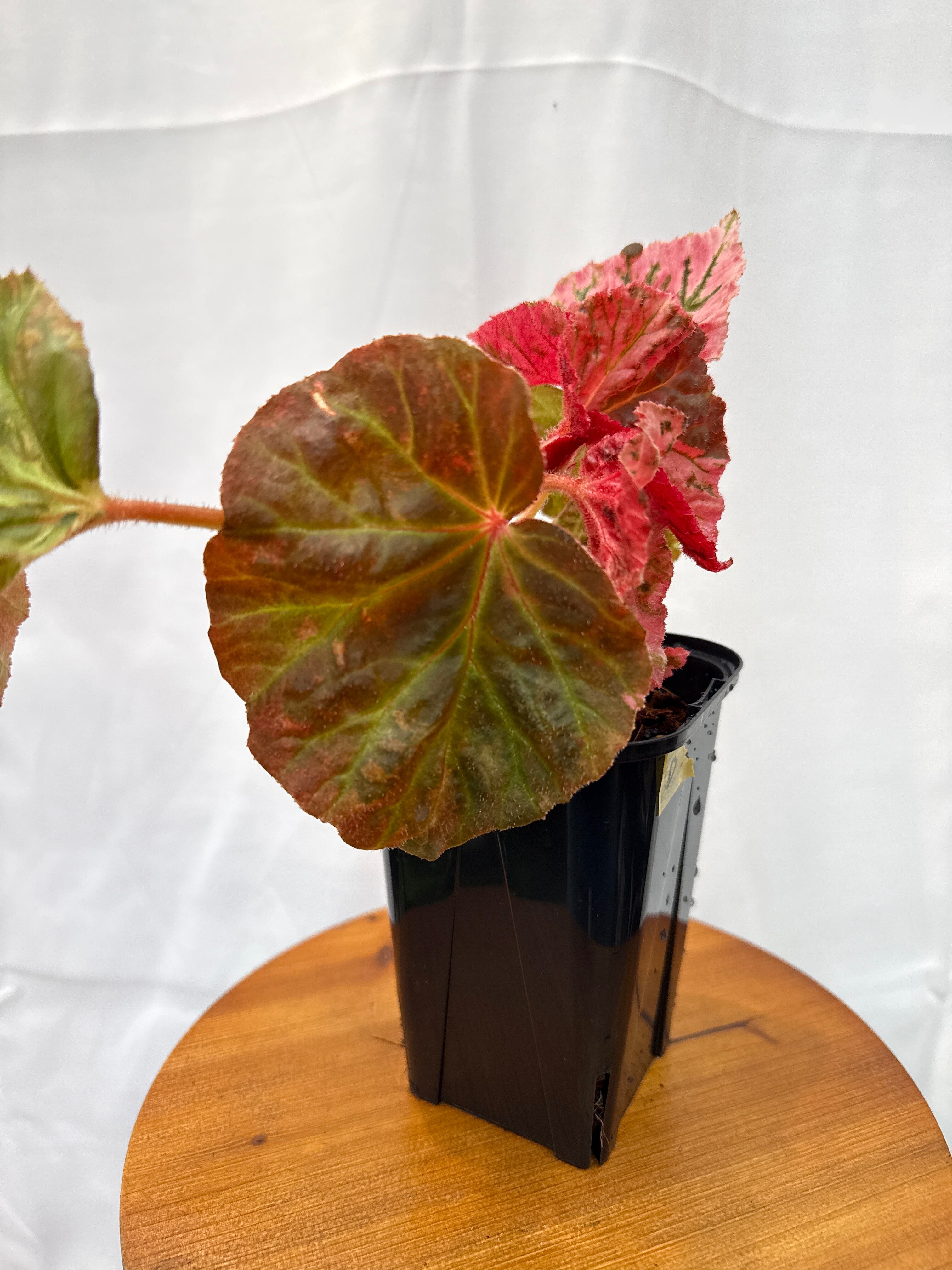 D) Begonia 
