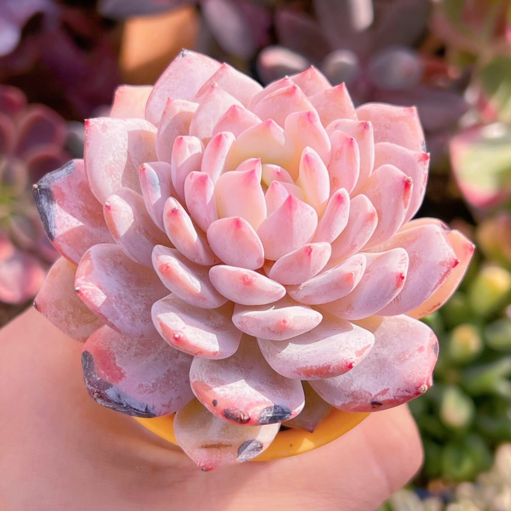 多肉植物　新品種　玉芙蓉(たまふよう)1頭　訳あり　るる農園