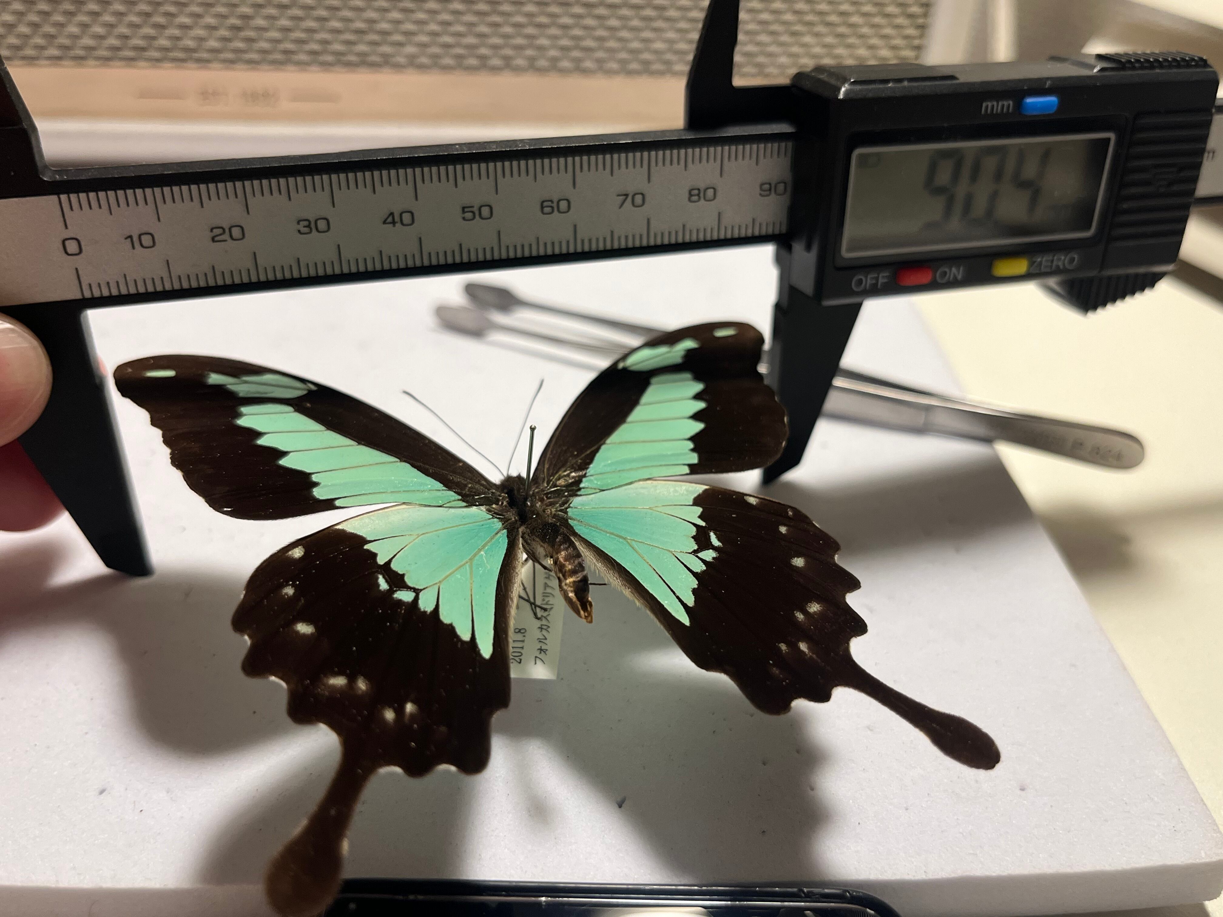フォルカスミドリアゲハ オオルリアゲハ 外国産蝶標本 ヘリボシアオネ
