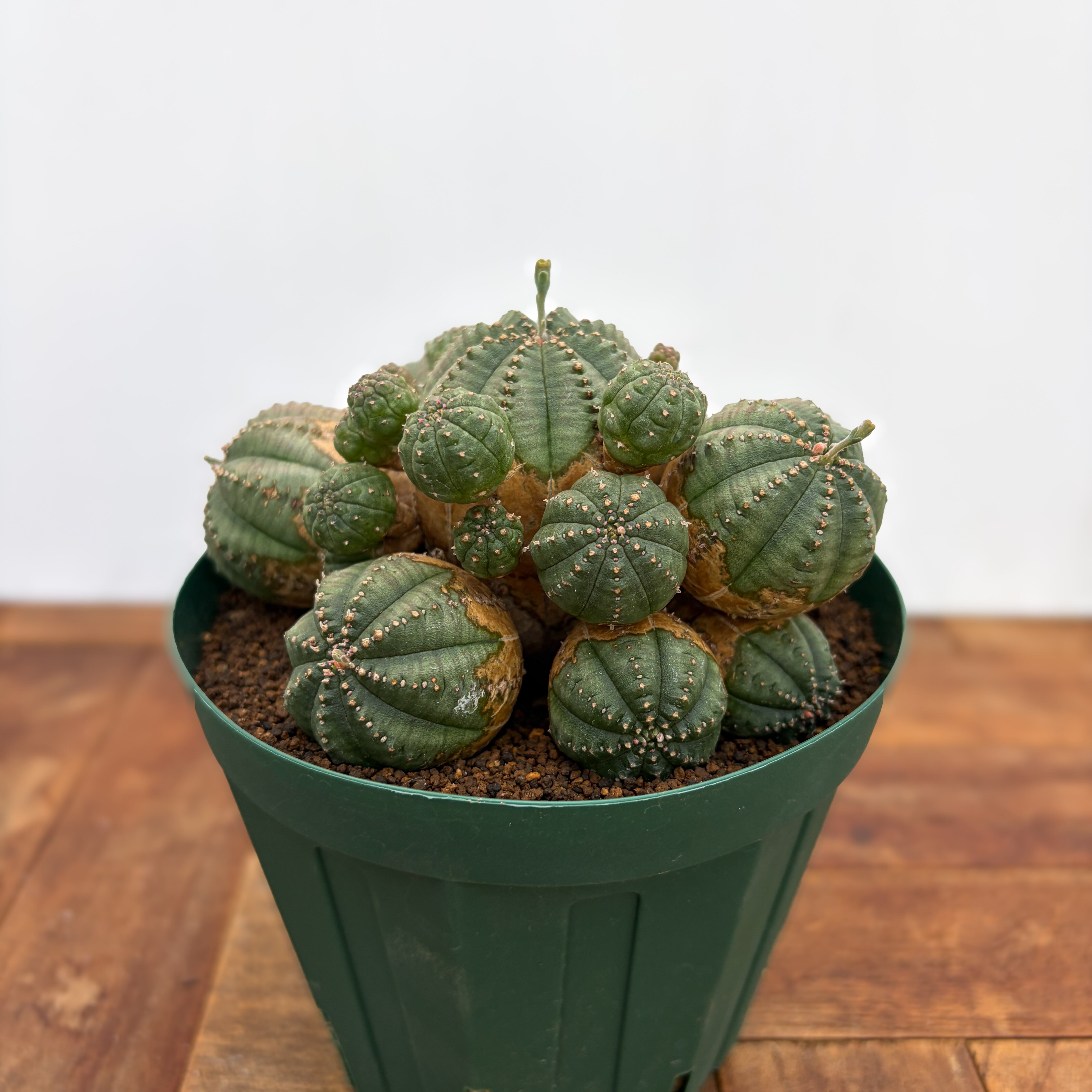 Euphorbia obesa 'Bonten'【ユーフォルビア・オベサ梵天】 | RIMO'S