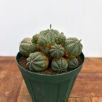 Euphorbia obesa 'Bonten'【ユーフォルビア・オベサ梵天】